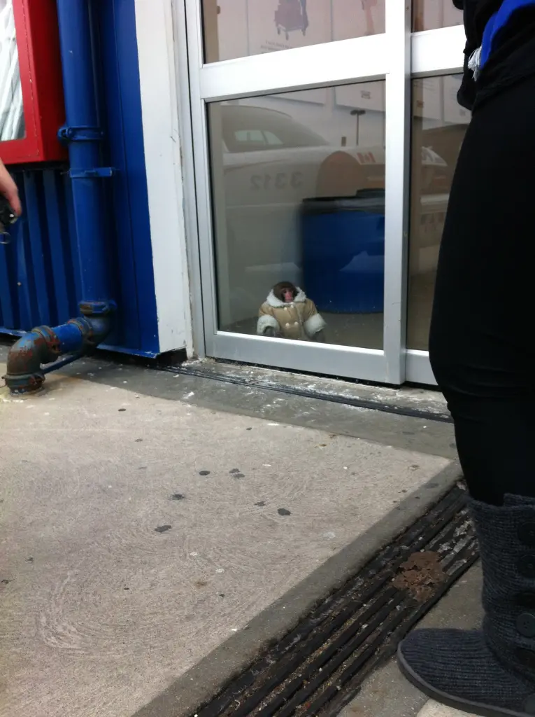 Darwin became internet famous at the tender age of six-months-old when confused shoppers spotted him roaming outside a Toronto Ikea.