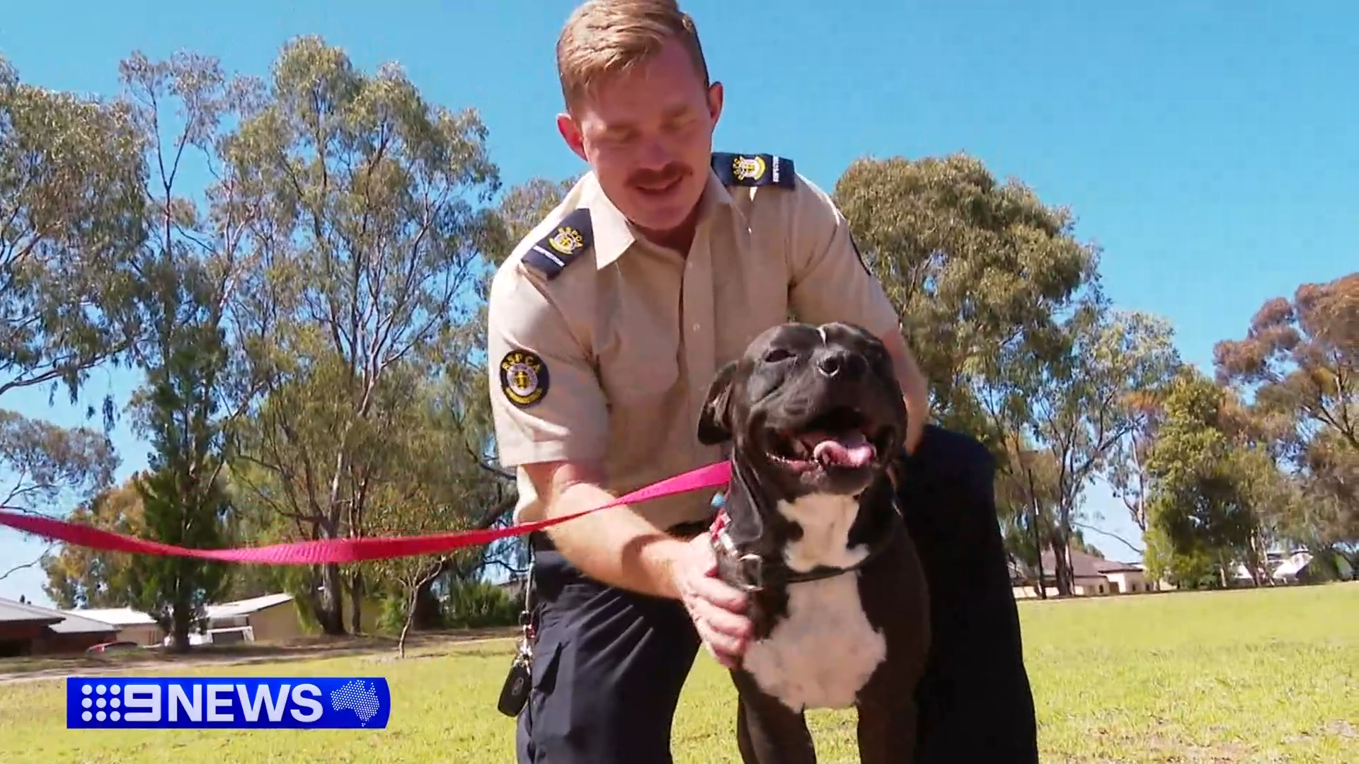 There has been an emotional reunion today between a dog named Woodstock and the RSPCA inspector who saved his life, rescuing him from a filthy home last year only days from Woodstock likely starving to death.