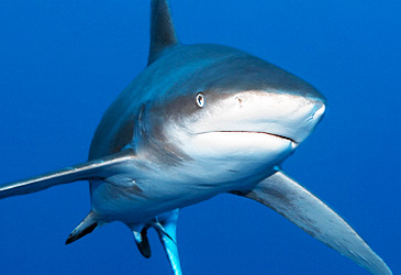 A shark in Australian waters.