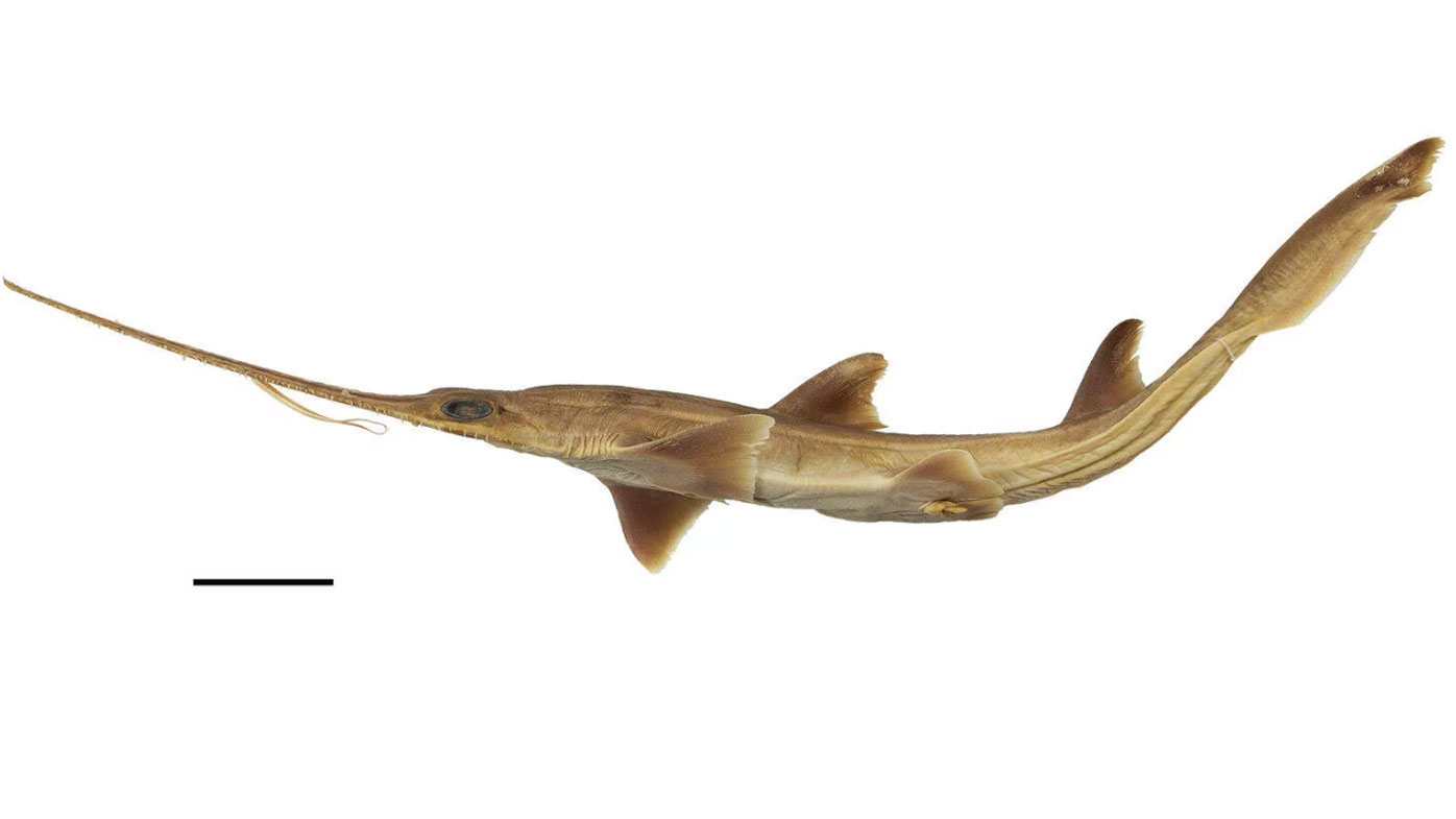 Researchers say the discovery of two new sharks highlights how little we still know about ocean life