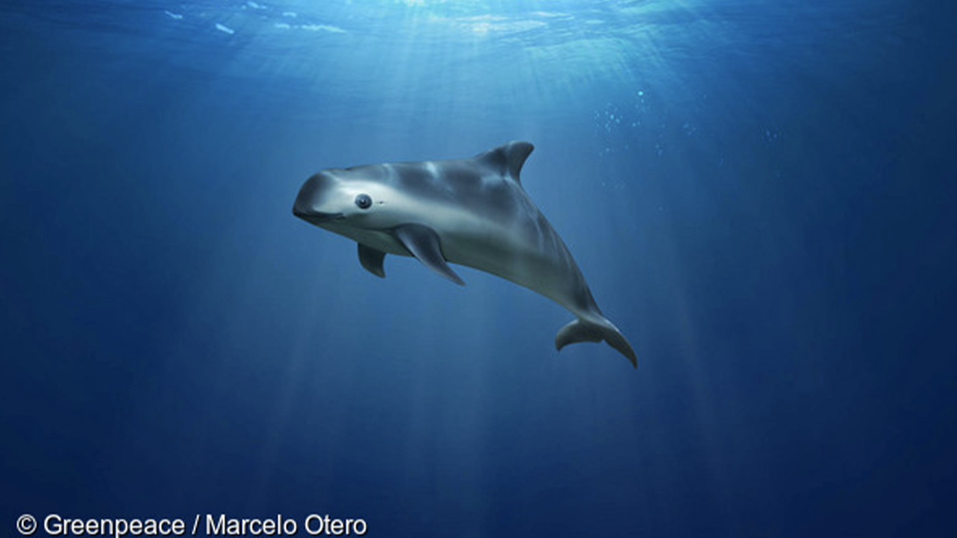 There are only ten vaquita marina left in the wild.