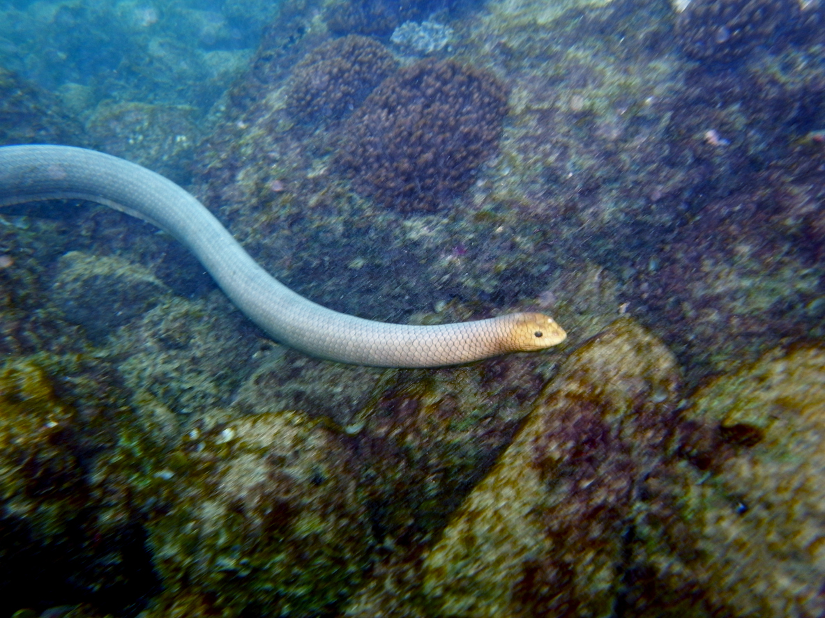 Olive-headed Seasnake, Disteira major in Bundaberg, Great Barrier Reef, Queensland