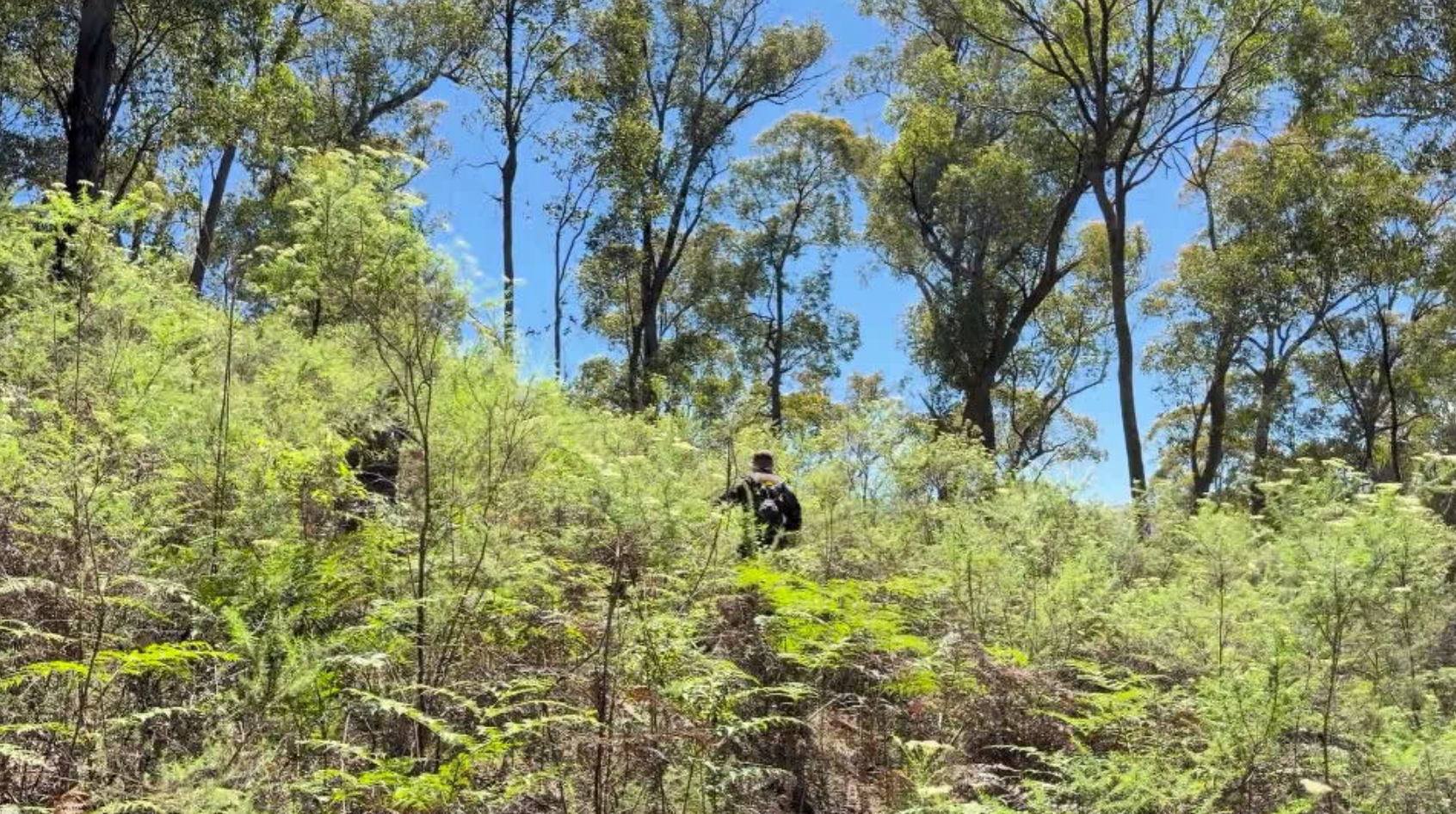 Police are combing through dense bushland in Mount Buffalo National Park in search of Freeman's body.