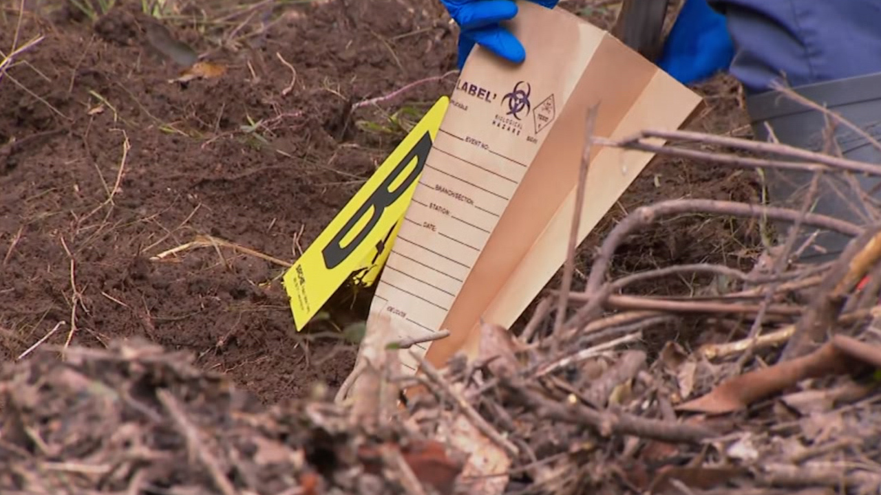 A replica gun has been found on day 16 of the search for William Tyrrell's remains on the NSW Mid North Coast.