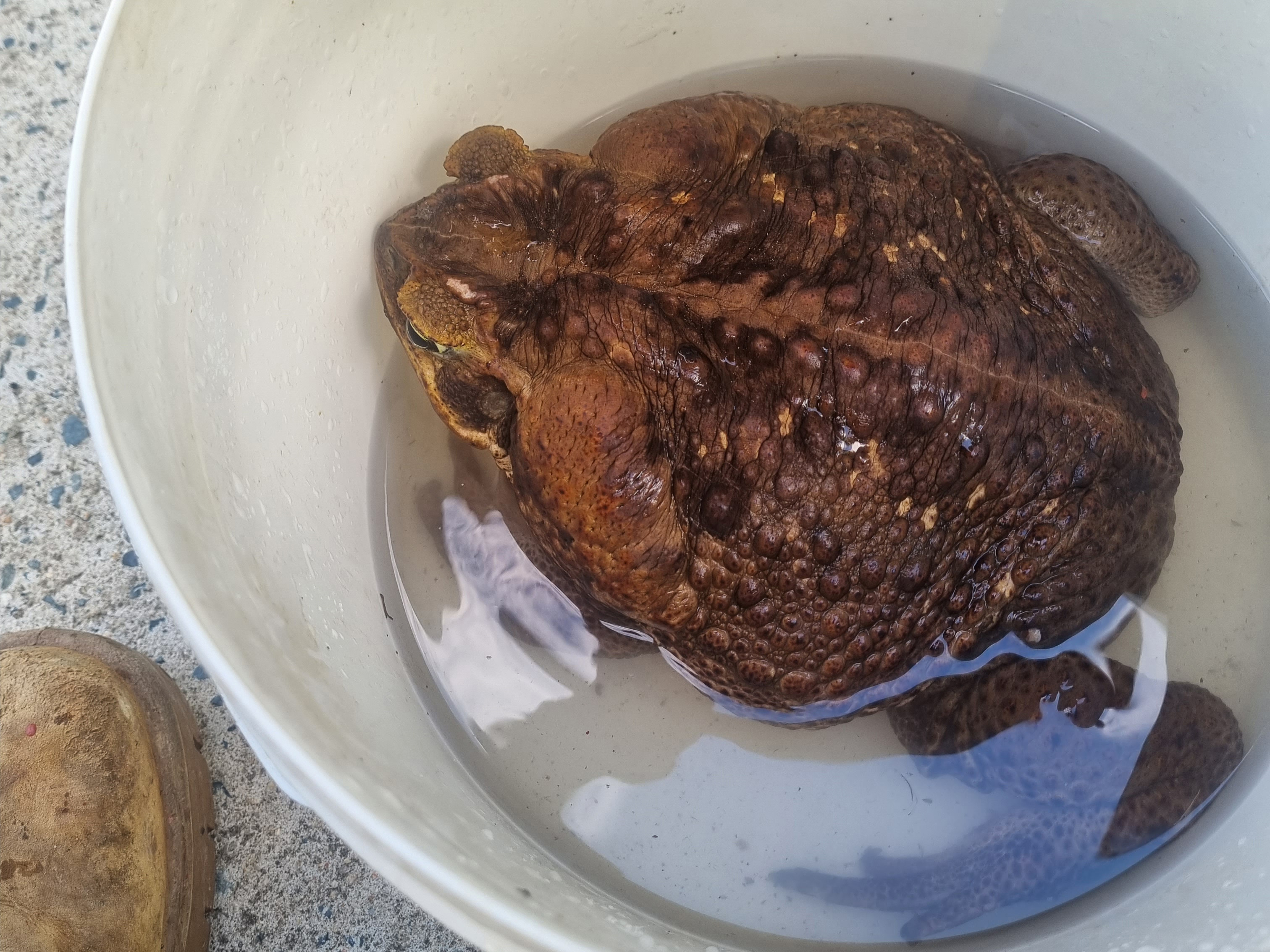 A cane toad so huge it was nicknamed 'Toadzilla' has been found in Queensland.The mammoth creature weighed almost 3kg - almost as much as a brick.