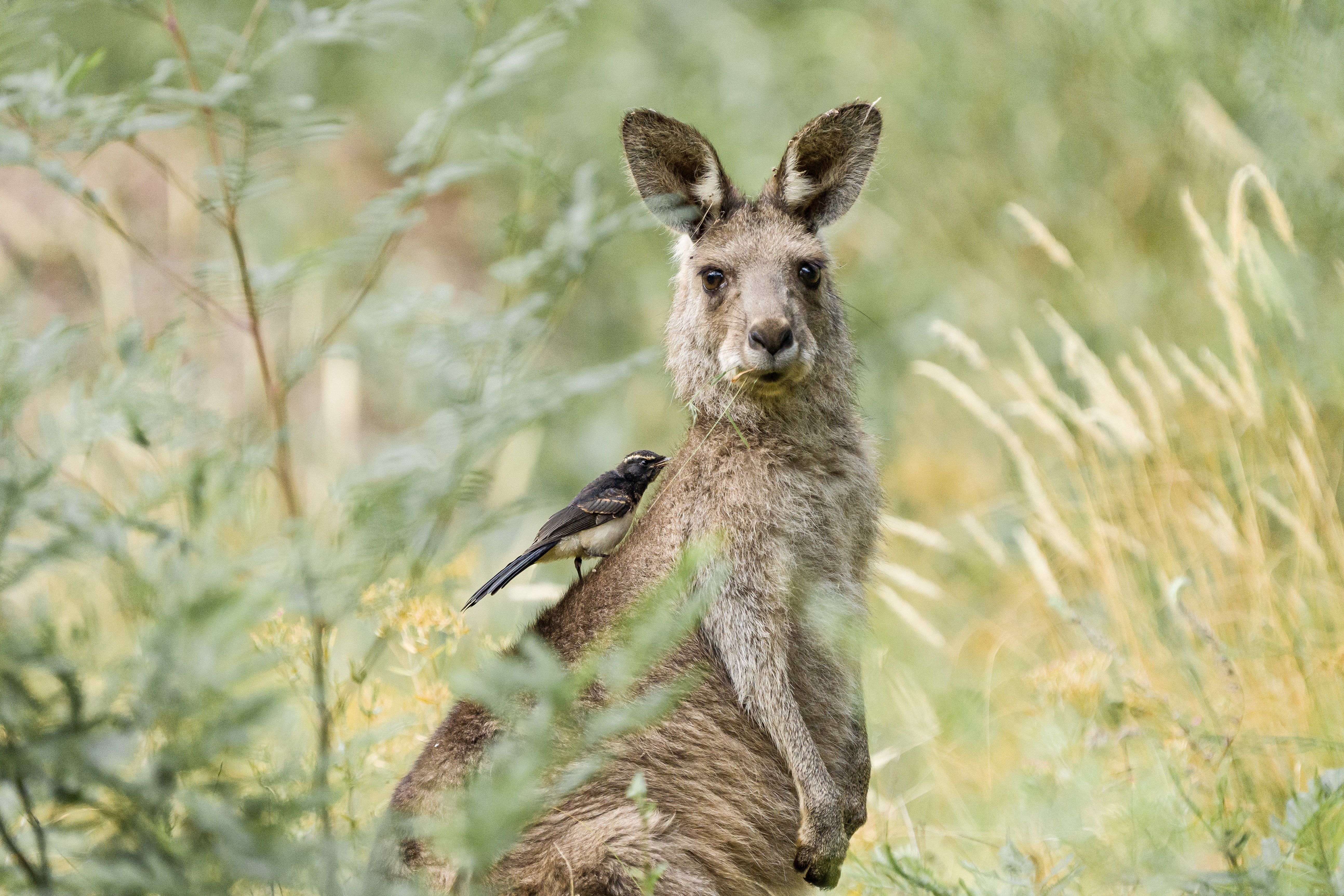 Australia loves its kangaroos so much it sets annual quotas to