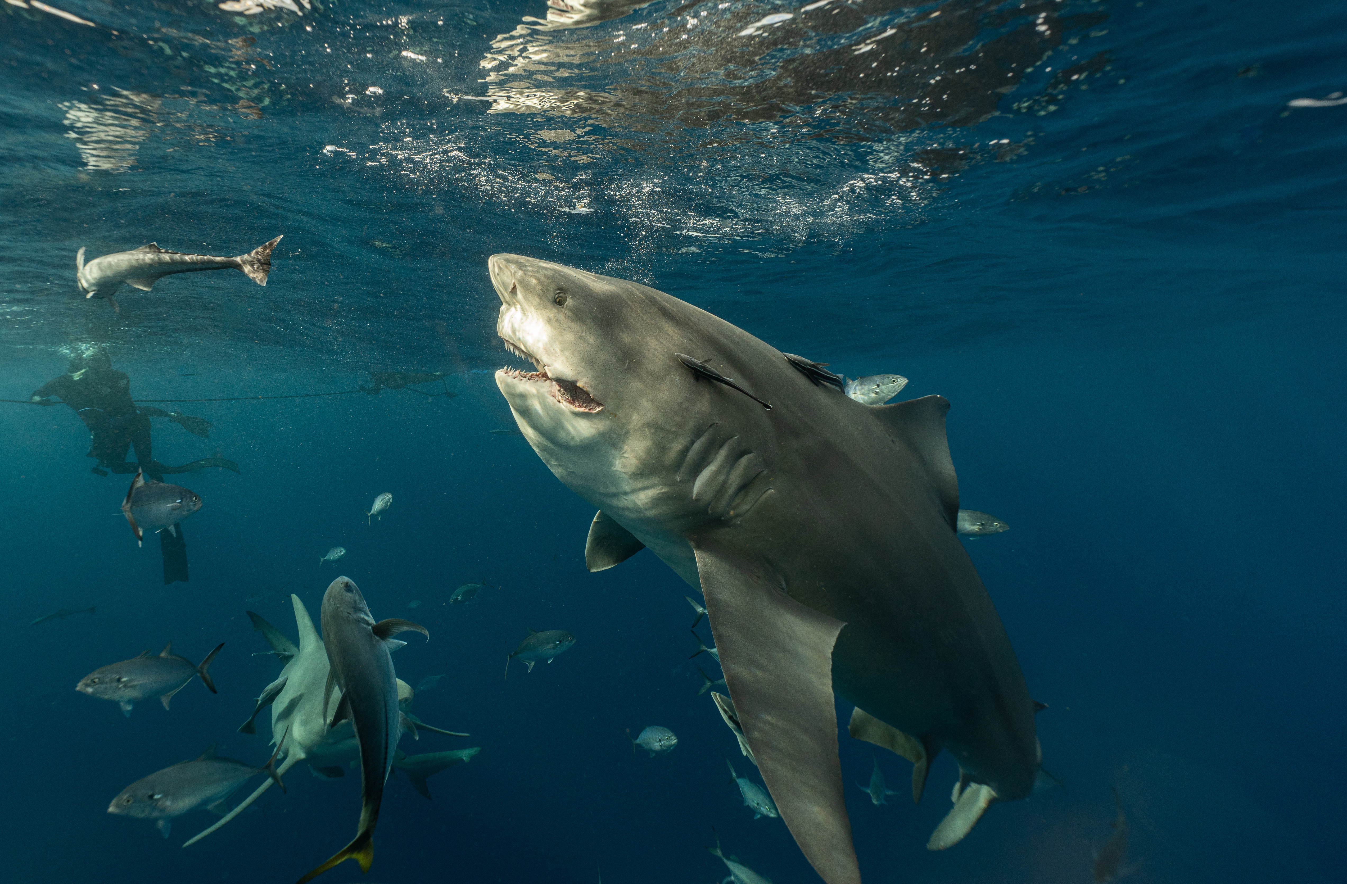 This large bull shark was spotted with a large gash down it's mouth. 