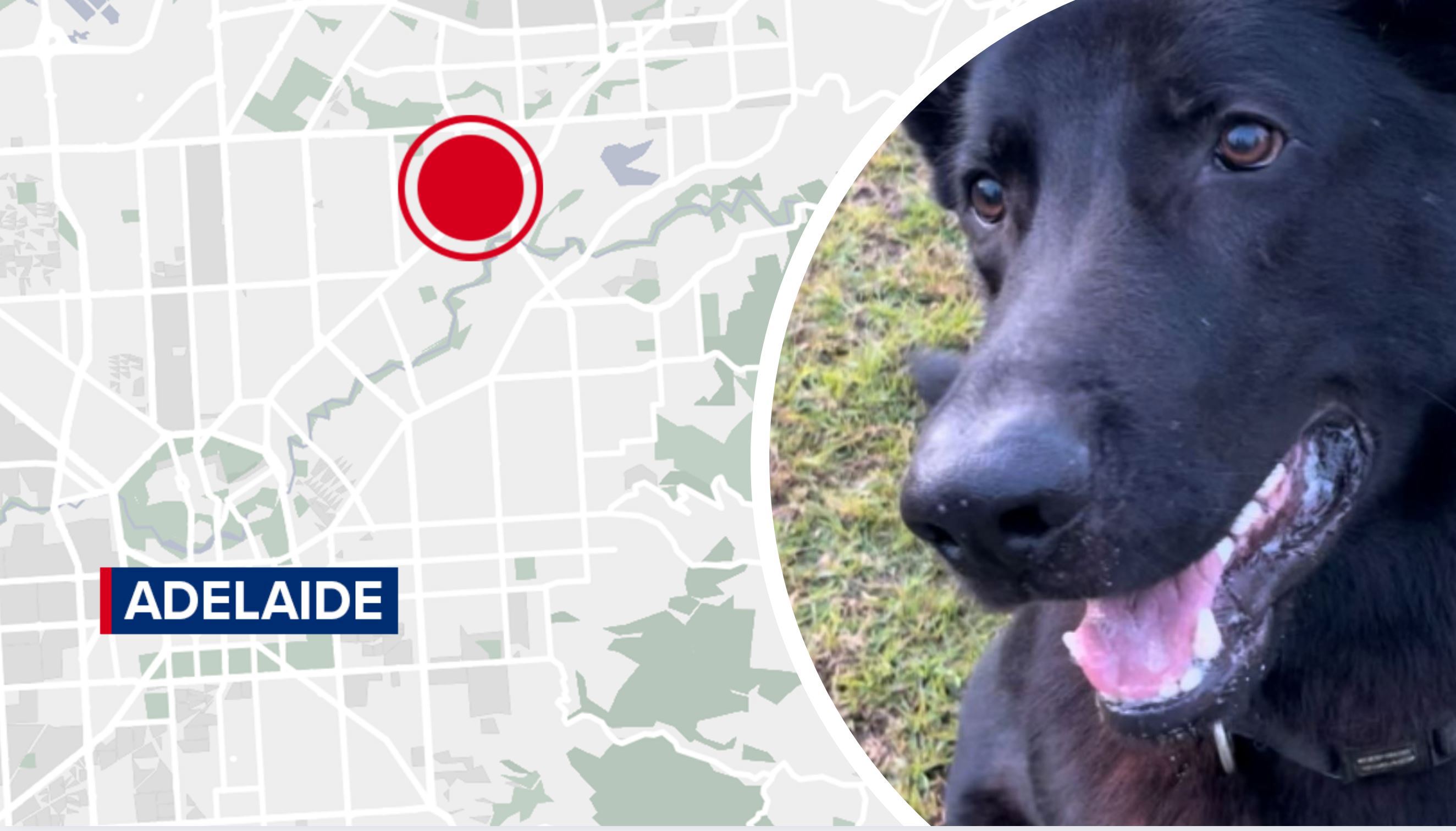 Beloved police dog escapes injury after officer's car set alight in Adelaide