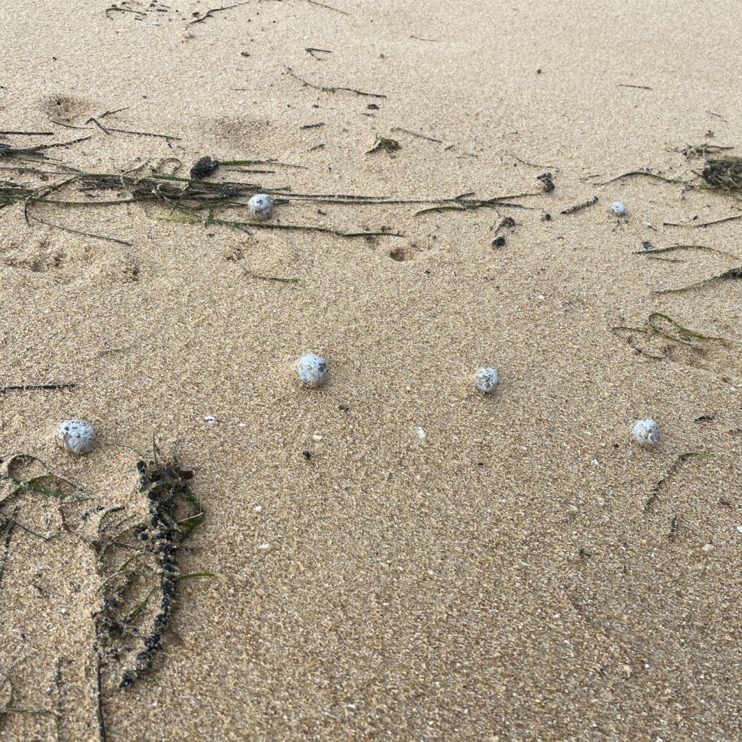 Debris balls have washed up on several NSW ﻿beaches again, but authorities are unsure whether they are related to the ones that were previously found along dozens of Sydney beaches.