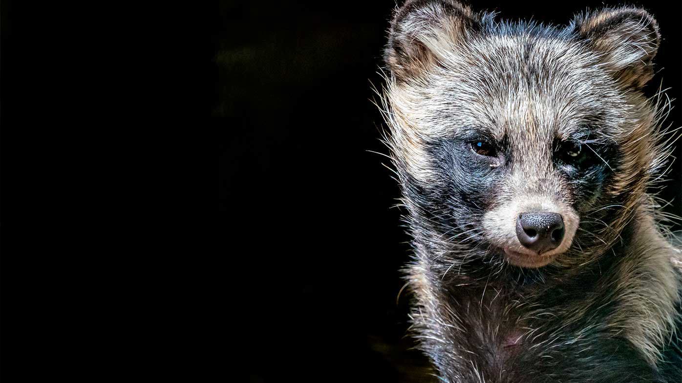 Raccoon dogs were traded at the Wuhan wet market where the virus was initially believed to derive from.