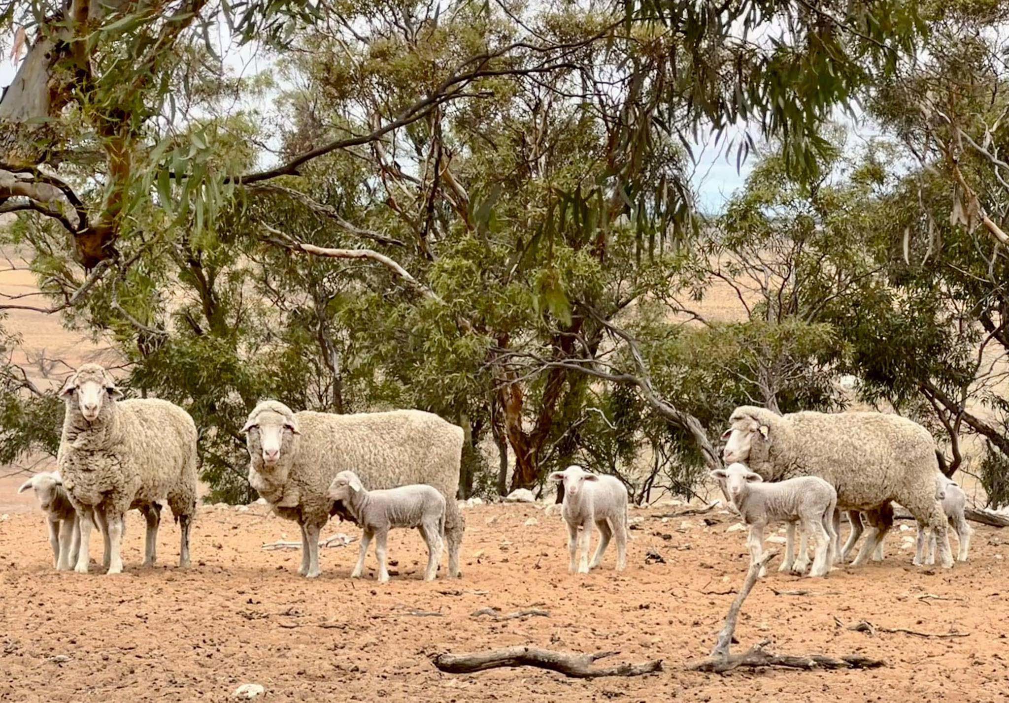 Farmer wants drought declared in South Australia.