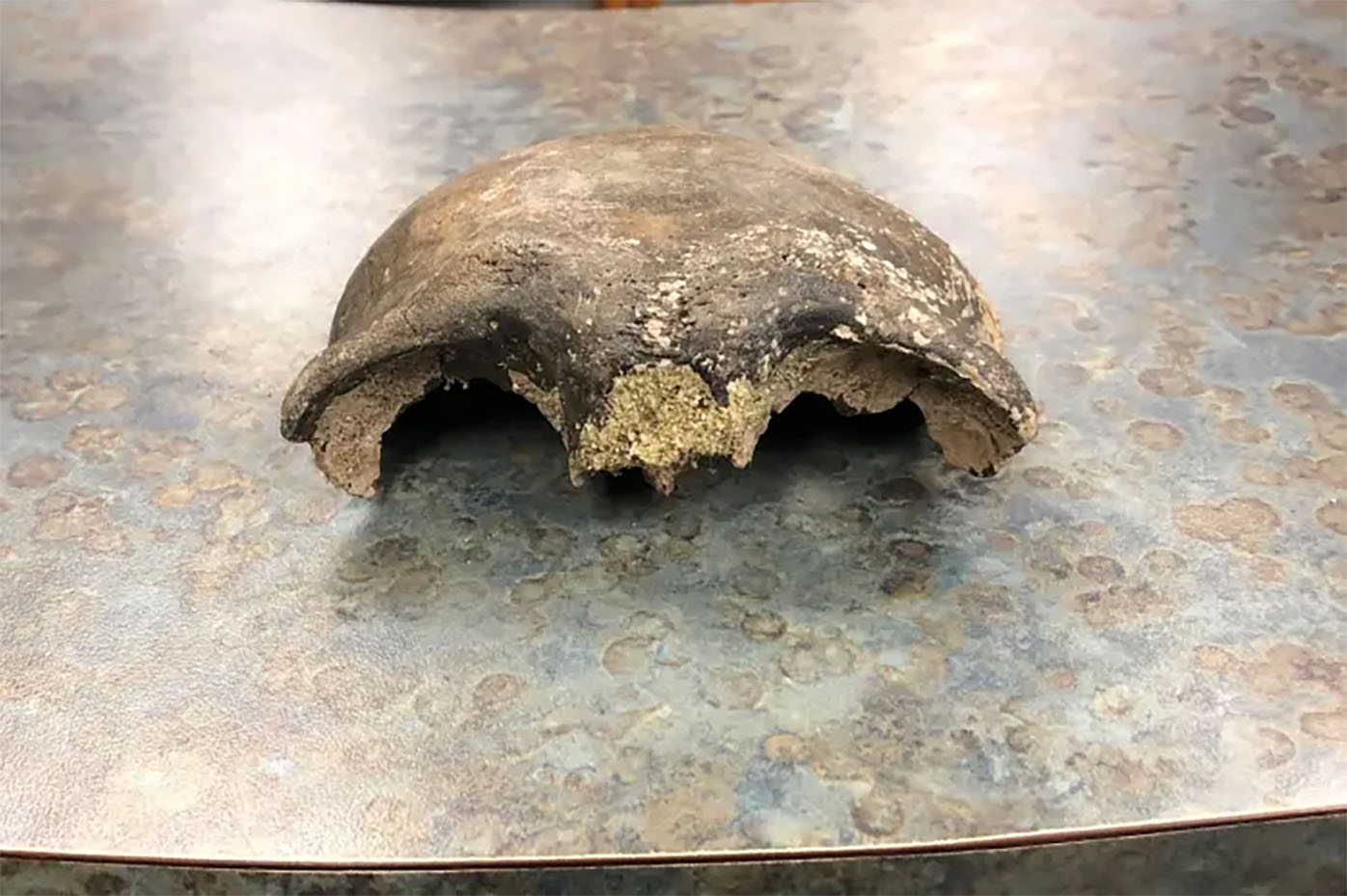 The skull was recently carbon-dated to between 5,500 and 6,000 B.C.
