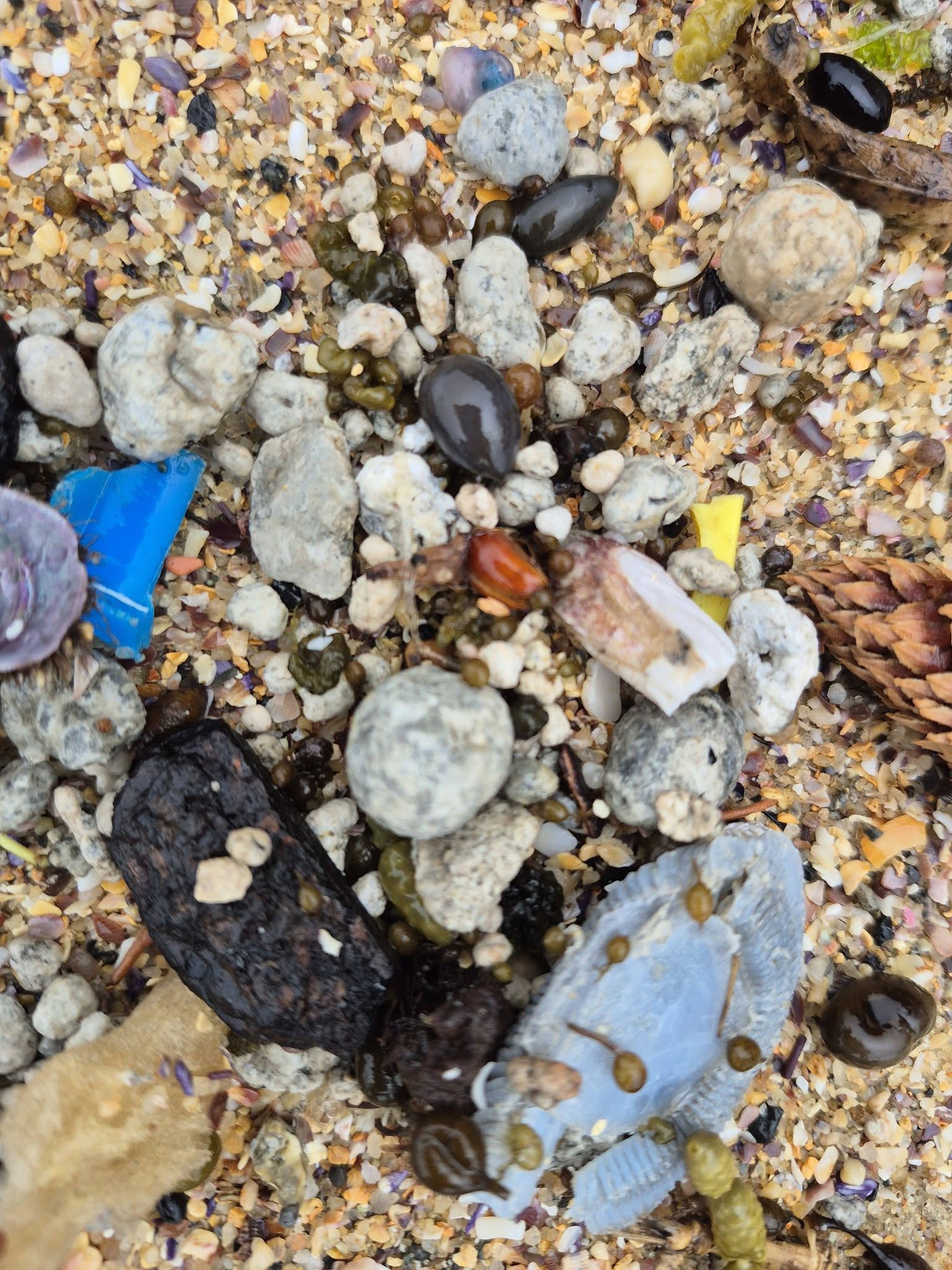 More sewage debris balls have washed up on Sydney beaches near a waste treatment facility after a weekend of heavy rain.