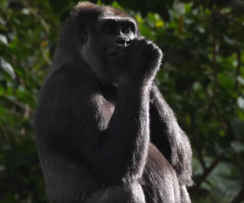 Melbourne Zoo is investigating the sudden and unexpected death of its 20-year-old Western Lowland Gorilla Kimya. 