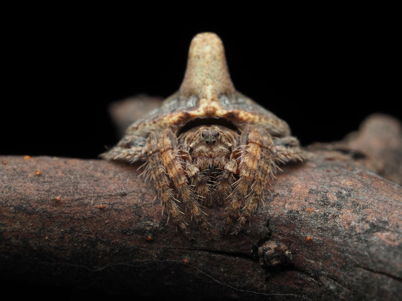Possible new Wraparound spider was found during an expedition through the Australian Alps.