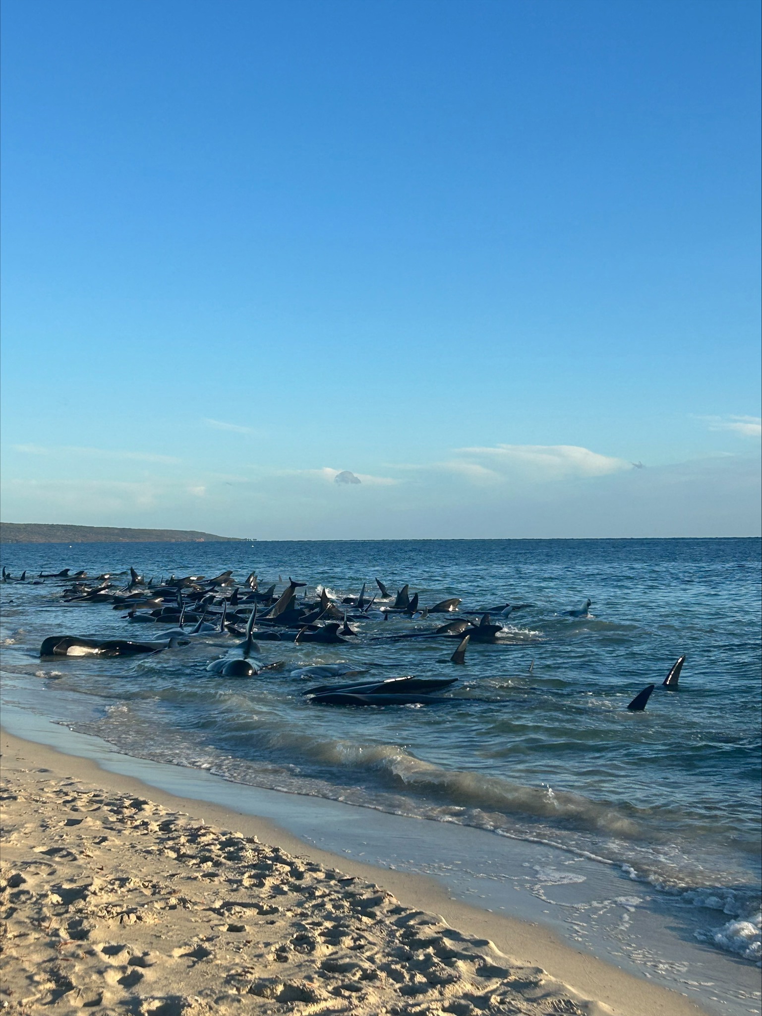 A mass pod of whales have beached themselves at ﻿Toby's Inlet near Dunsborough in Western Australia