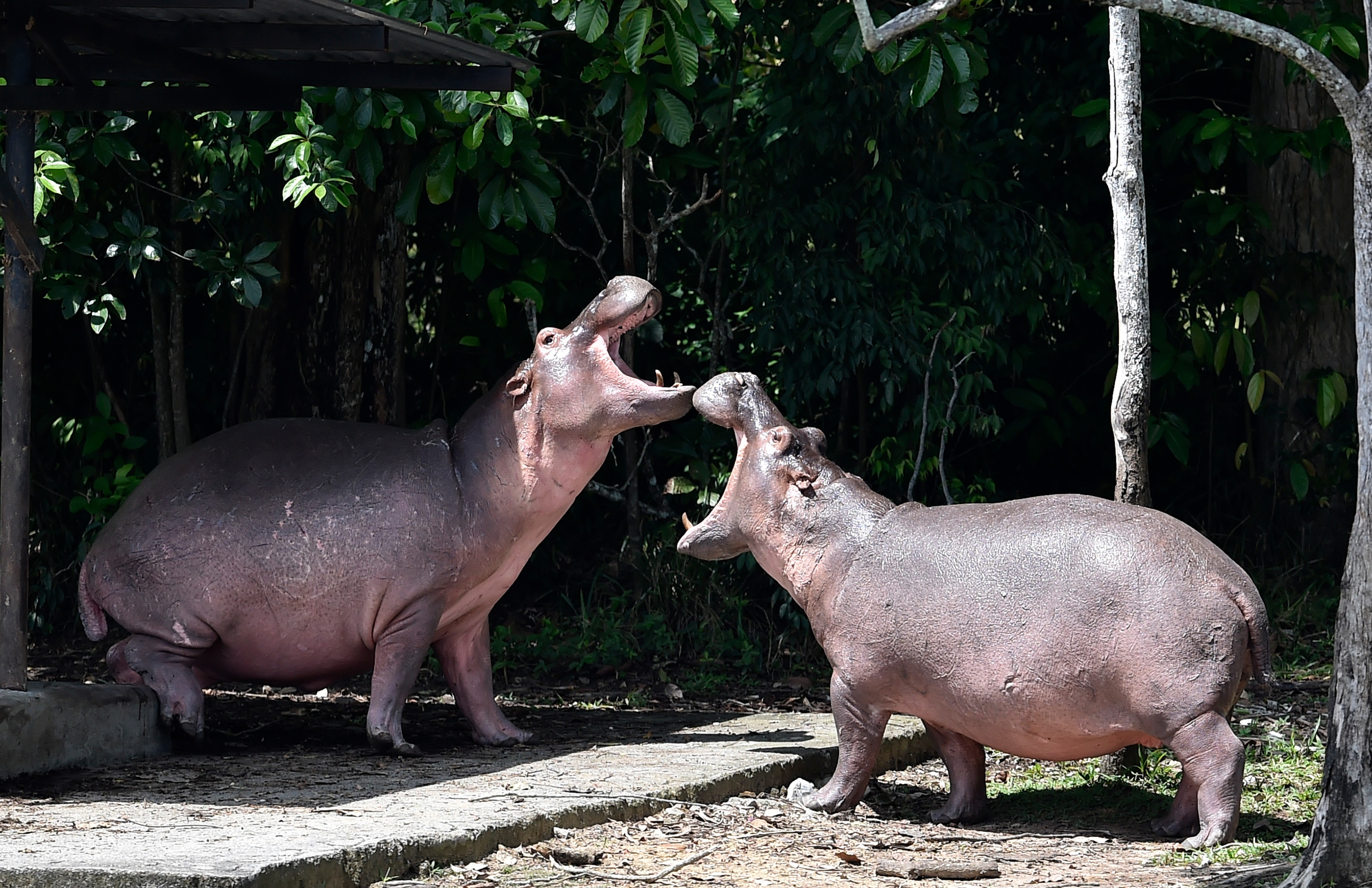 Escobar's hippos bred to become supposedly the biggest wild hippo herd outside Africa. 