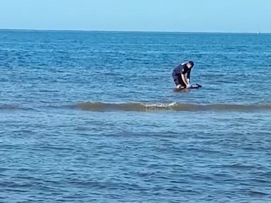 wallaby bribie waterlogged rescues