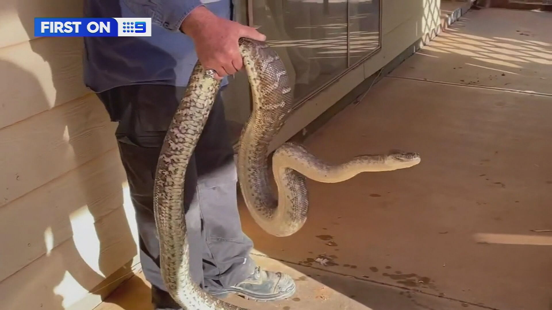 The Olive Python escaped from his Roxby Downs home in 2020 and hasn't been seen since.