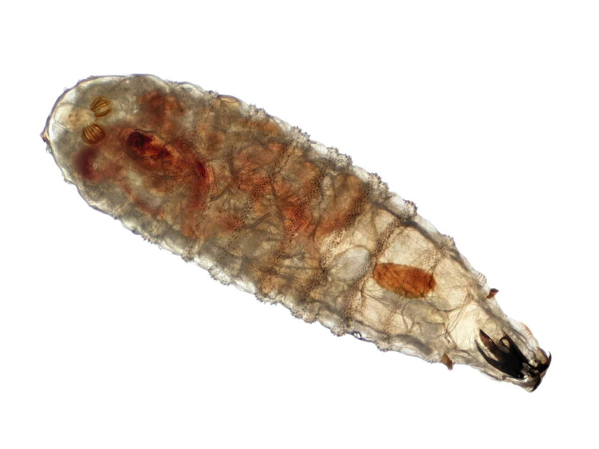 Photomicrograph of a secondary screwworm (Cochliomyia macellaria) larva wet mount. Commonly called a  maggot or flesh fly and a parasite of livestock. Magnification is 50 times.