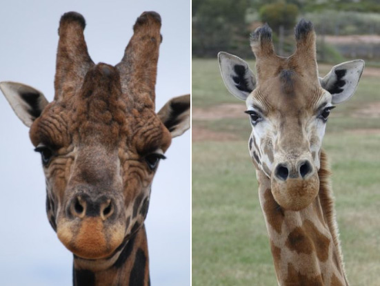 Monarto Safari Park has lost Tambo and Kinky, which it called, "legends" of the park, last week.