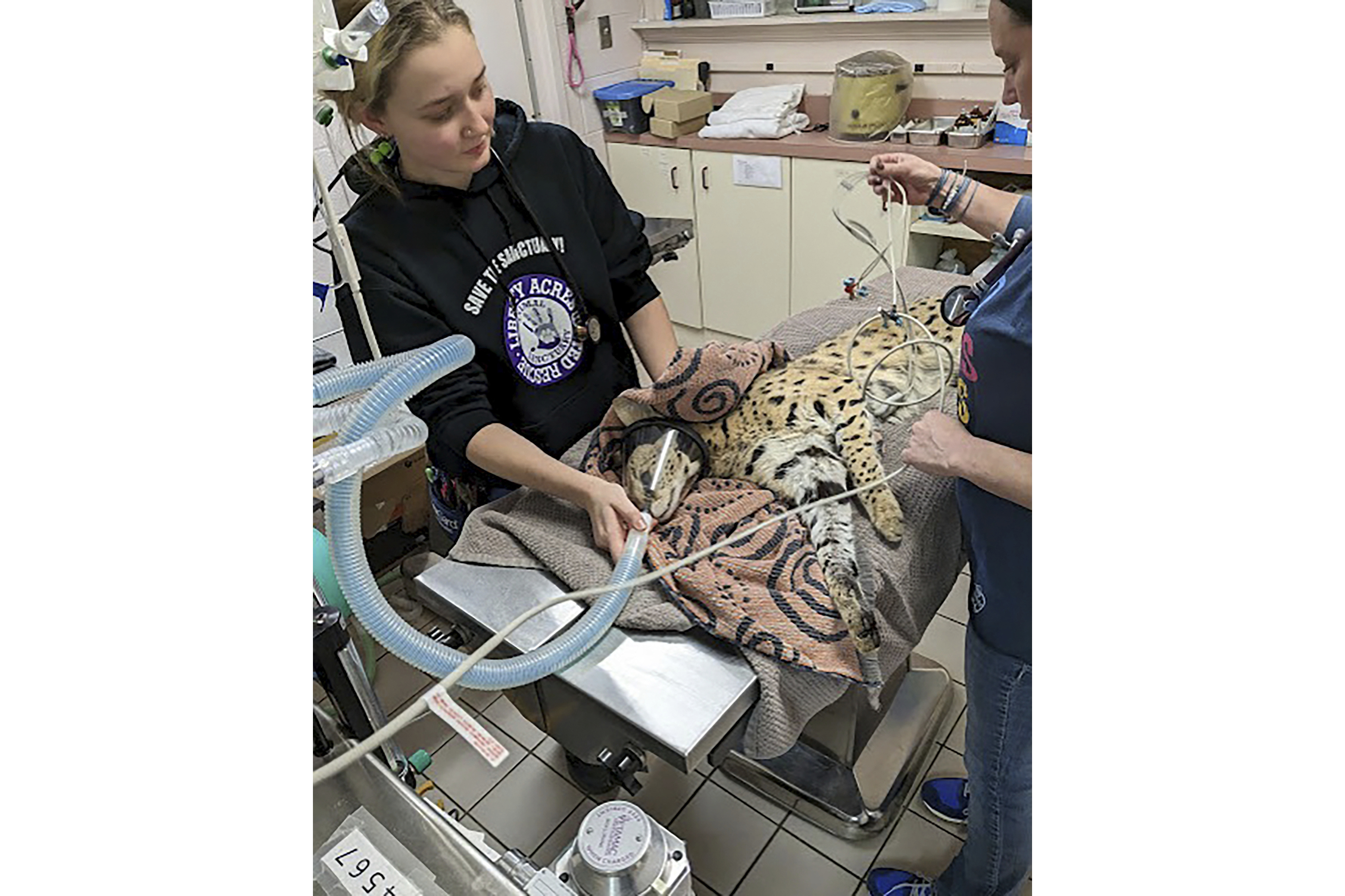 Esta foto de enero de 2023 proporcionada por Cincinnati Animal CARE muestra a un serval recibiendo tratamiento después de que se descubrió que tenía cocaína en su sistema en Cincinnati.  Posteriormente, el gato fue transportado al zoológico de Cincinnati.