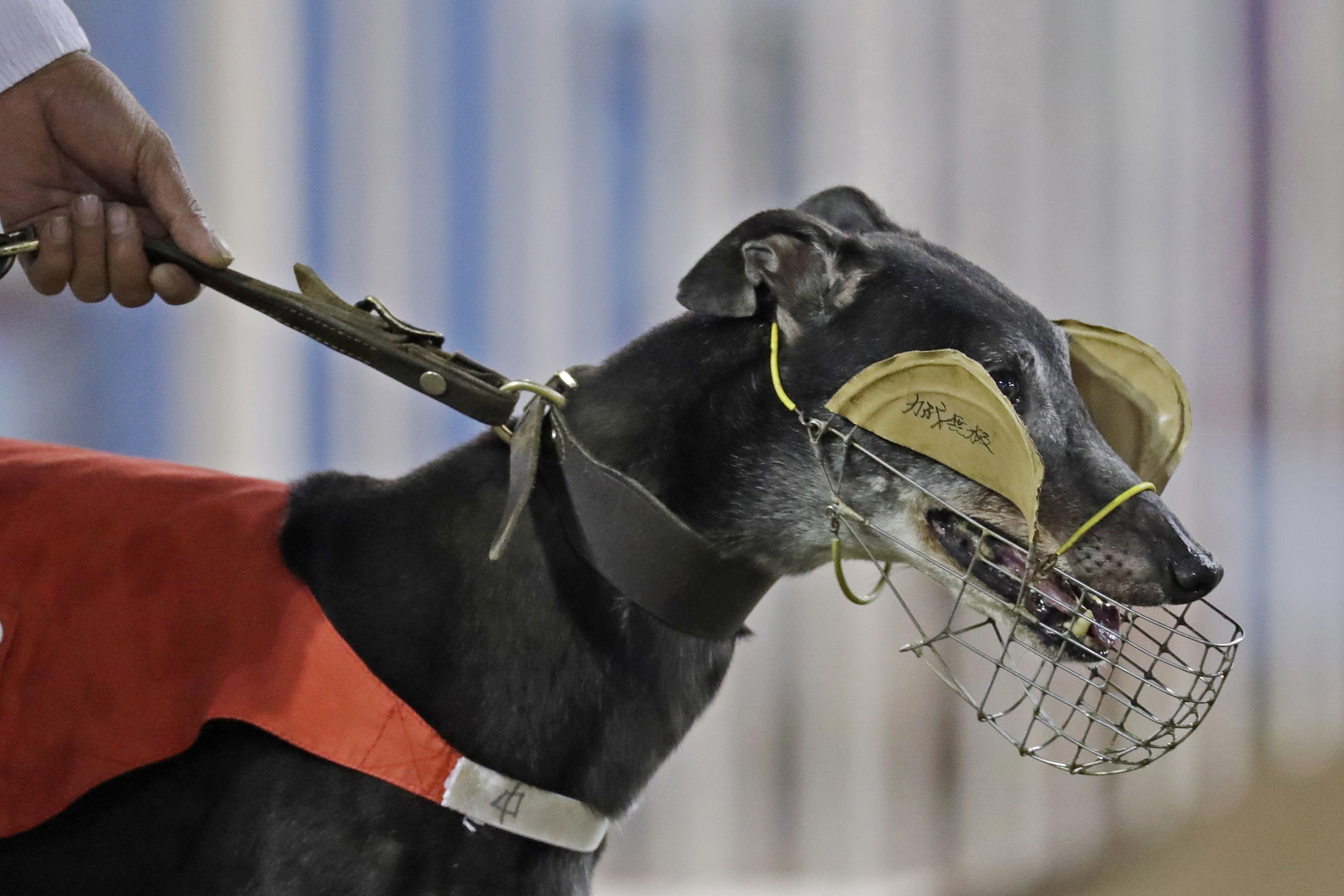 Greyhound muzzle hot sale australia