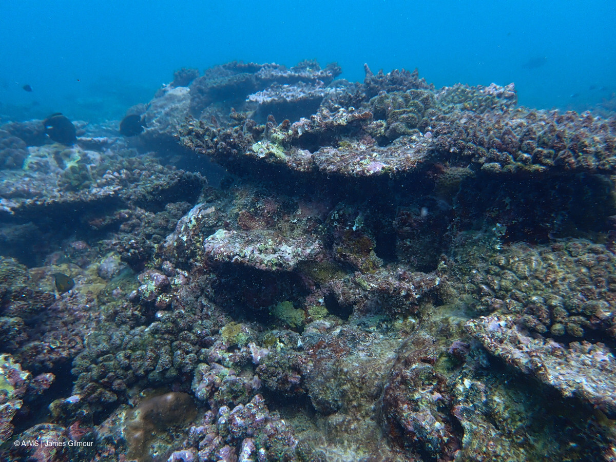 A prolonged marine heatwave has caused the worst coral bleaching event on record for Western Australia, according to a new scientific report.