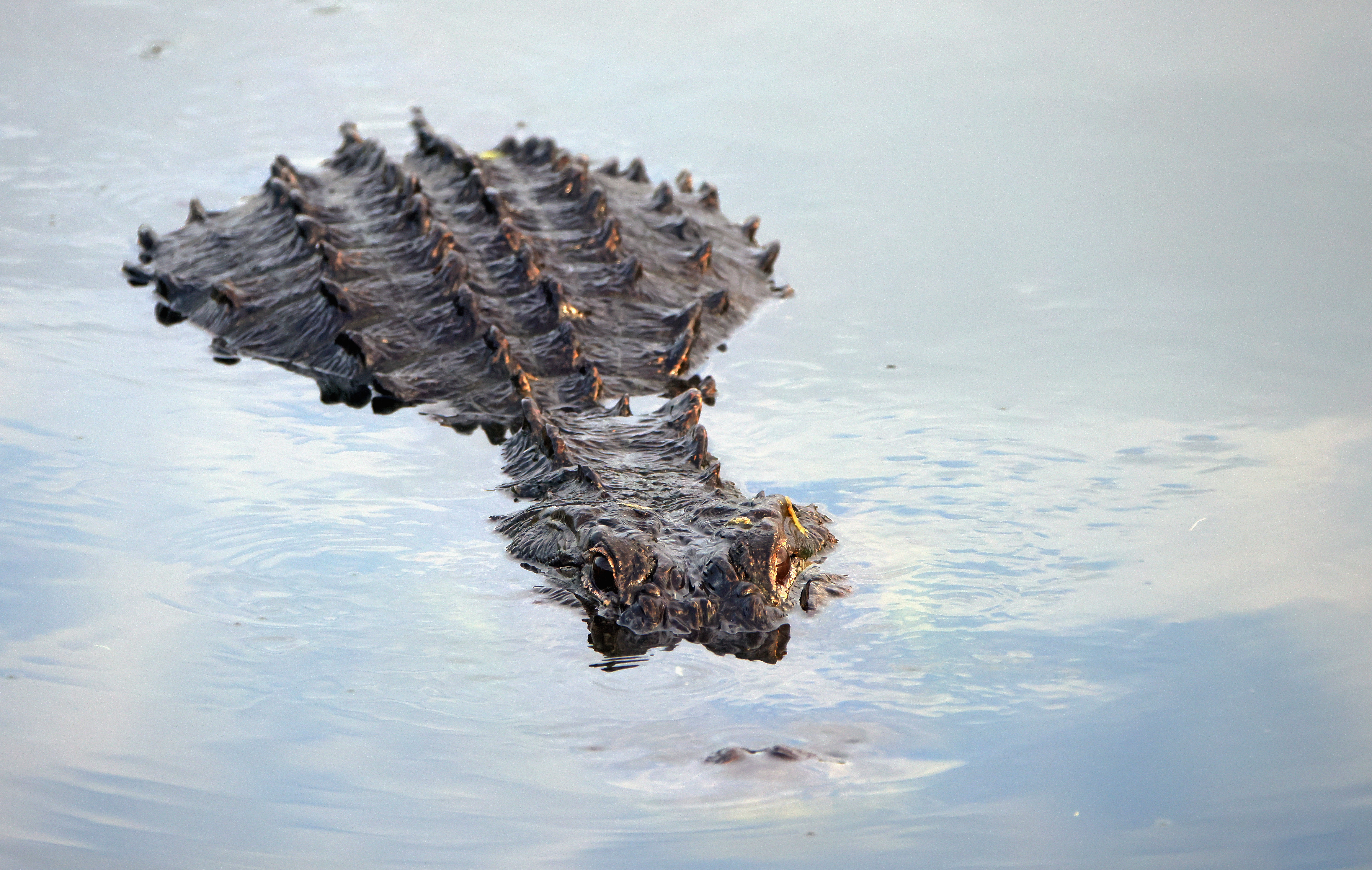 DELRAY BEACH, FLORIDA - JULY 09: An alligator navigates the waterway at the Wakodahatchee Wetlands on July 09, 2021 in Delray Beach, Florida. (Photo by Bruce Bennett/Getty Images)
