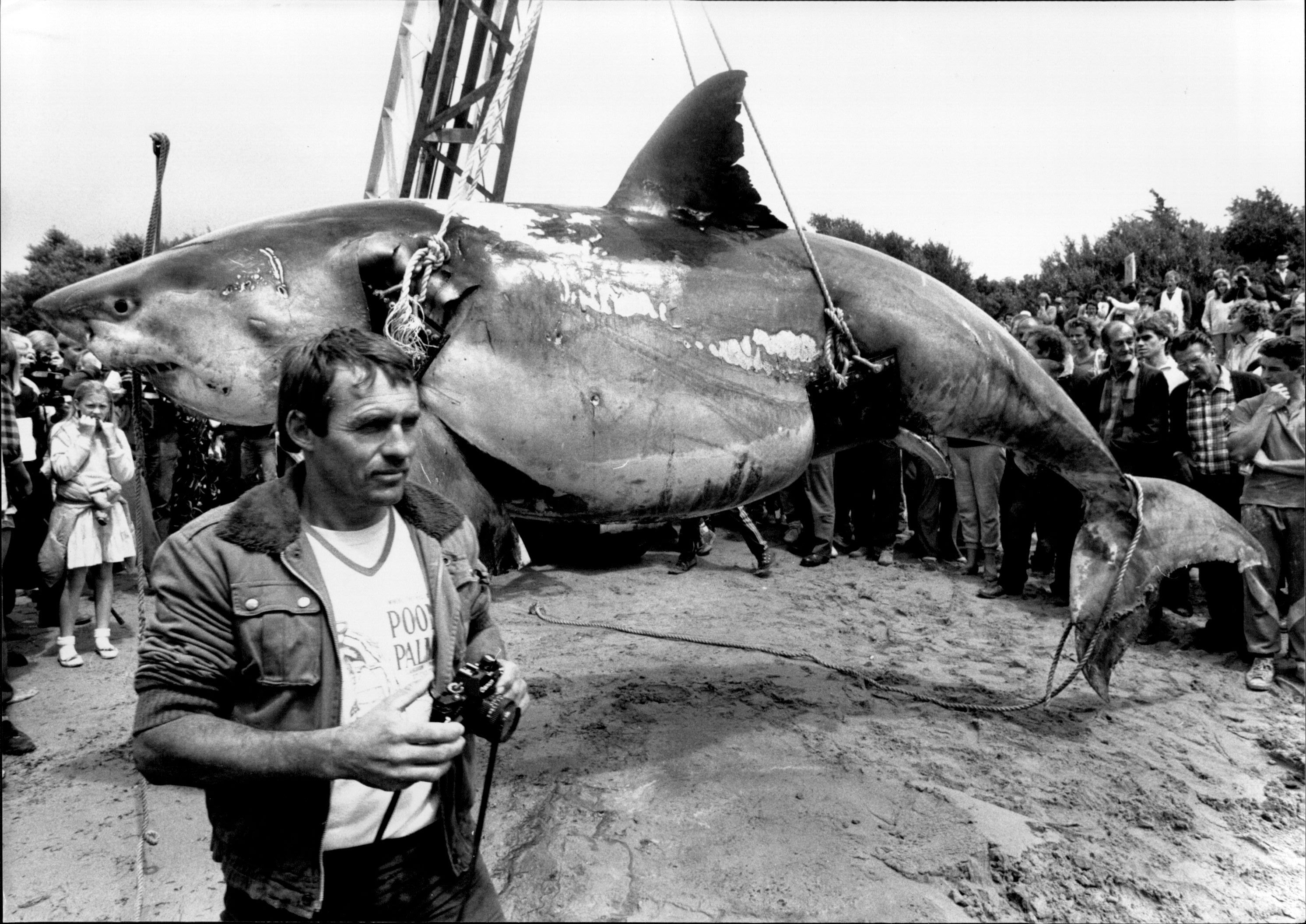 What is the largest shark ever caught