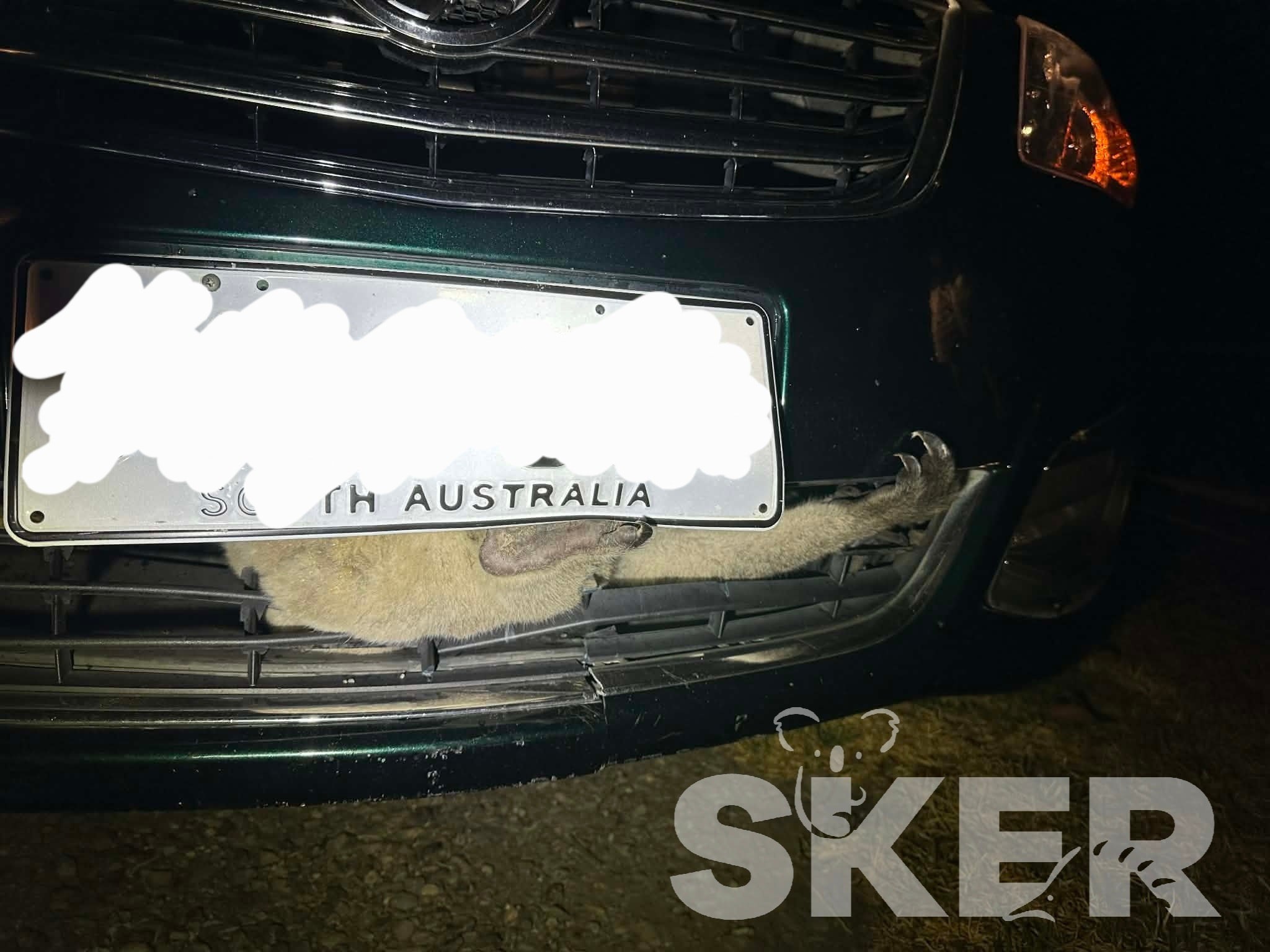 Incredible rescue of koala from grill of car