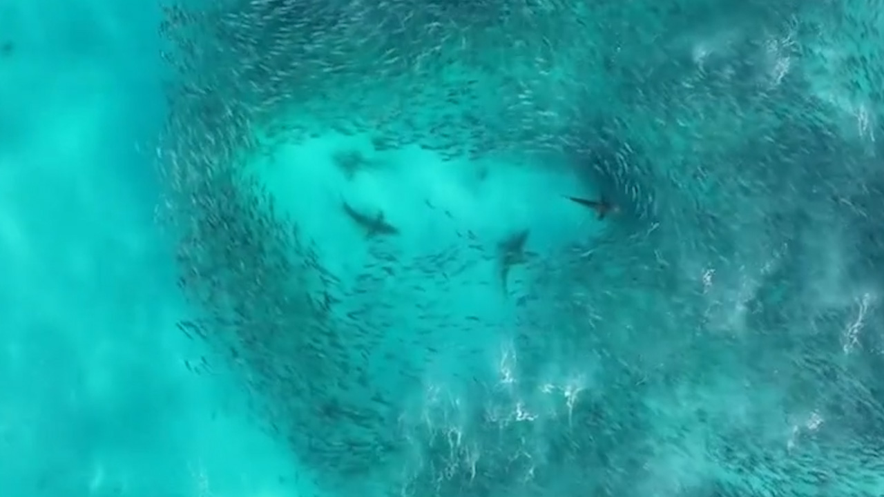Dozens of sharks have been captured in a spectacular feeding frenzy off the coast of South Australia.