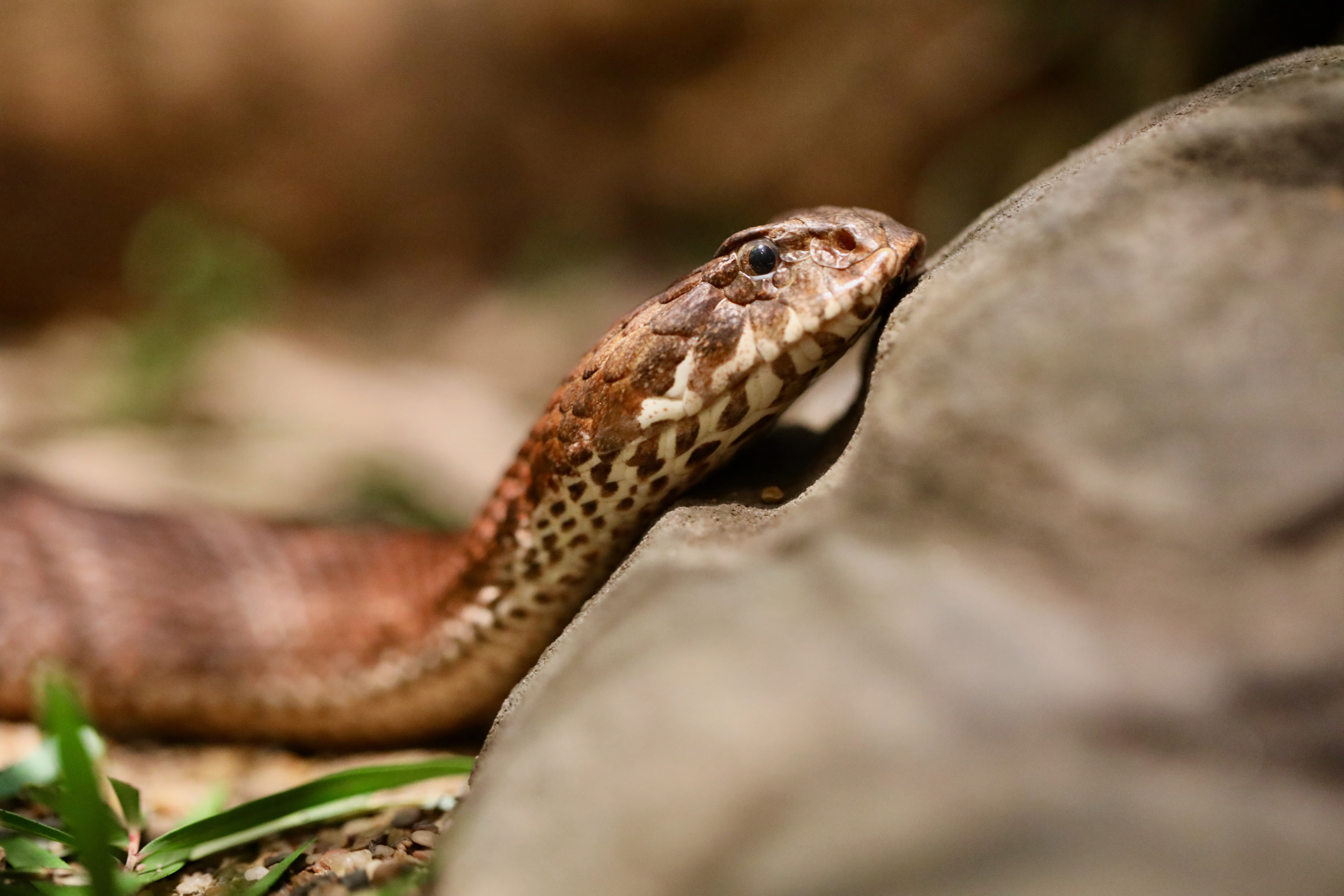 Death Adder.