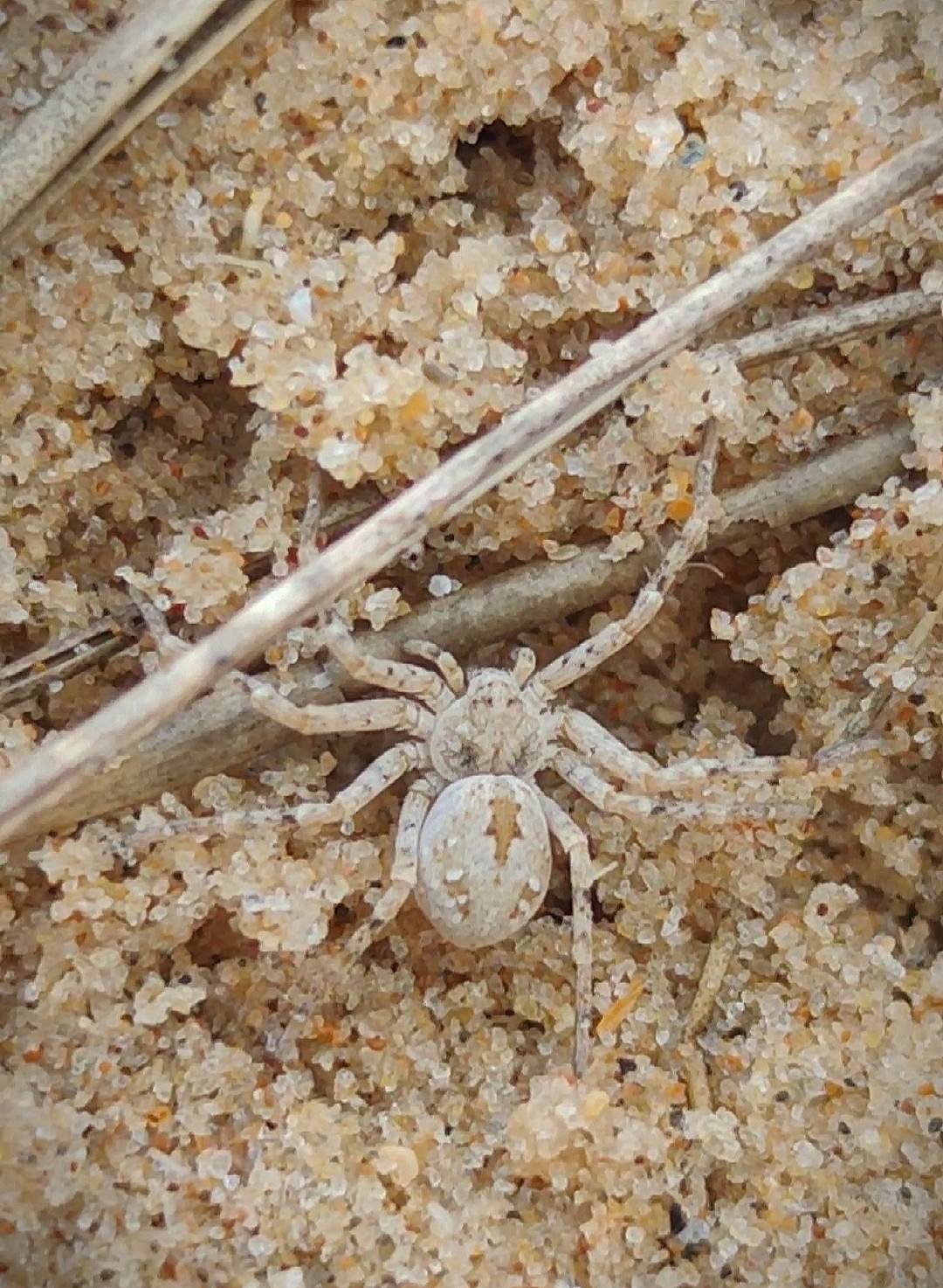 The sand running spider is found on sand dunes throughout Europe. It's only been sighted 117 times in the UK.