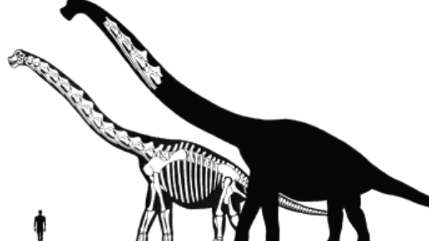 The sauropod dinosaurs of the Jurassic and Cretaceous periods were herbivorous and the largest terrestrial animals to roam the earth.