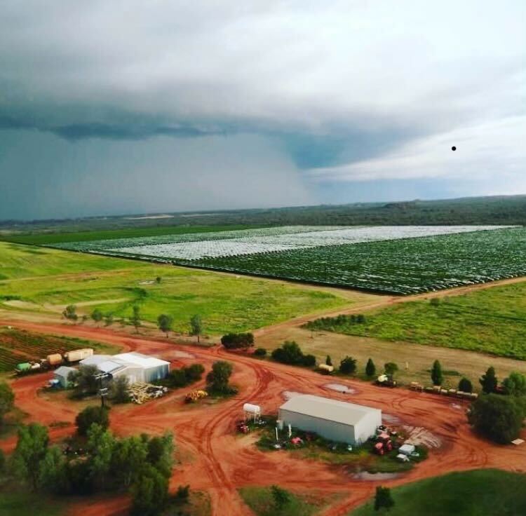 Richie Hayes started﻿ Rocky Hill Table Grapes near Alcie Spring in 2002 but had to close the business after "unachievable" standards from Woolworths and Coles