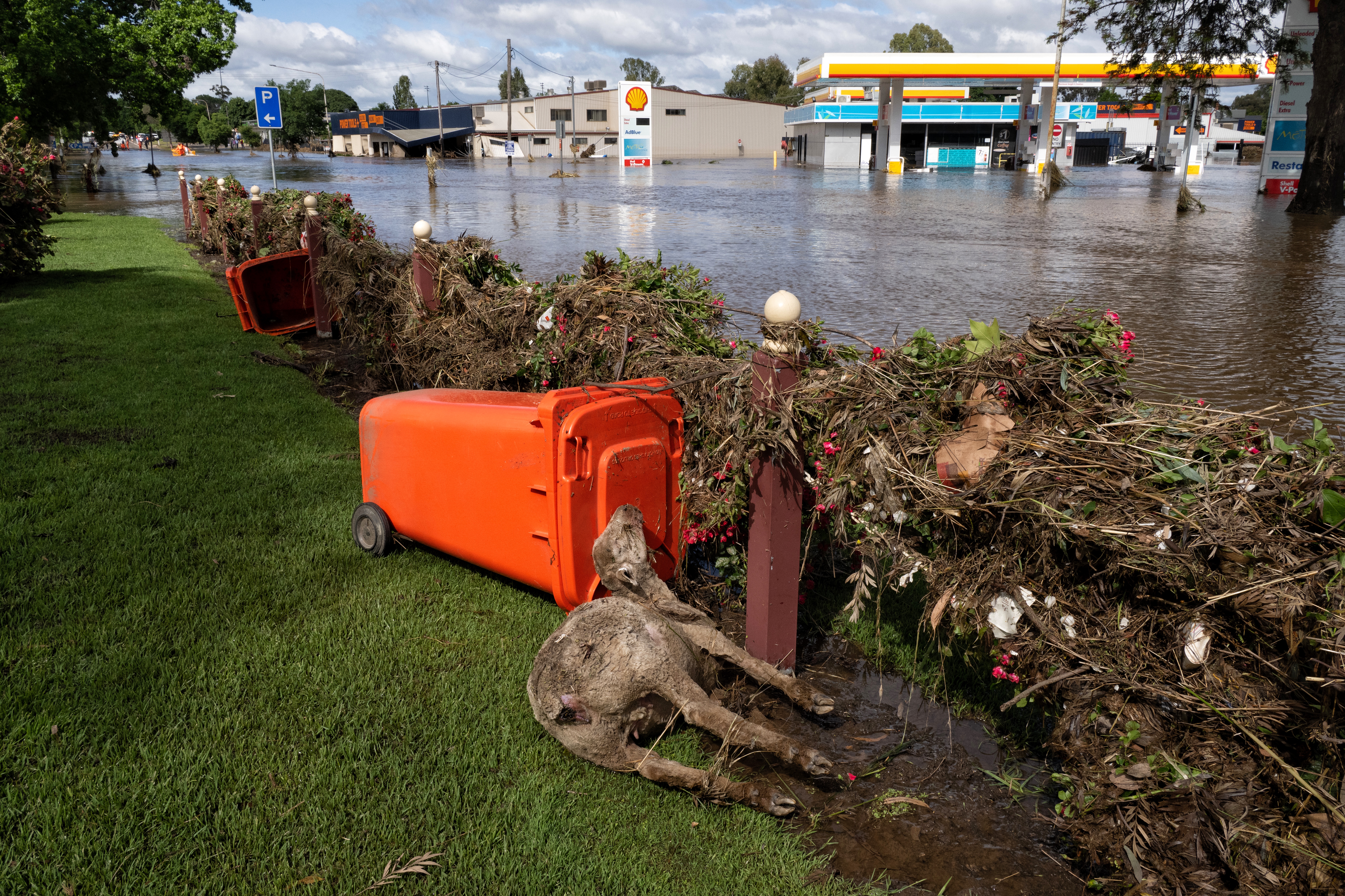 Drowned sheep in central Cowra Flooding damage as waters drop in Cowra. on November 15, 2022.