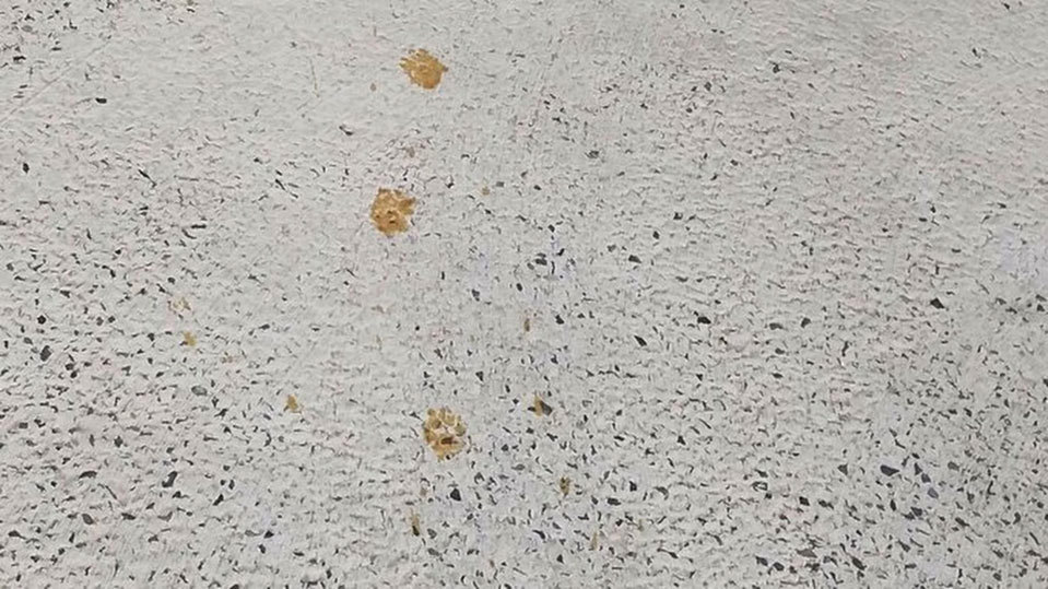 A worker spotted the orange and brown coloured paw prints.