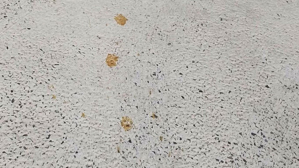 A worker spotted the orange and brown coloured paw prints.