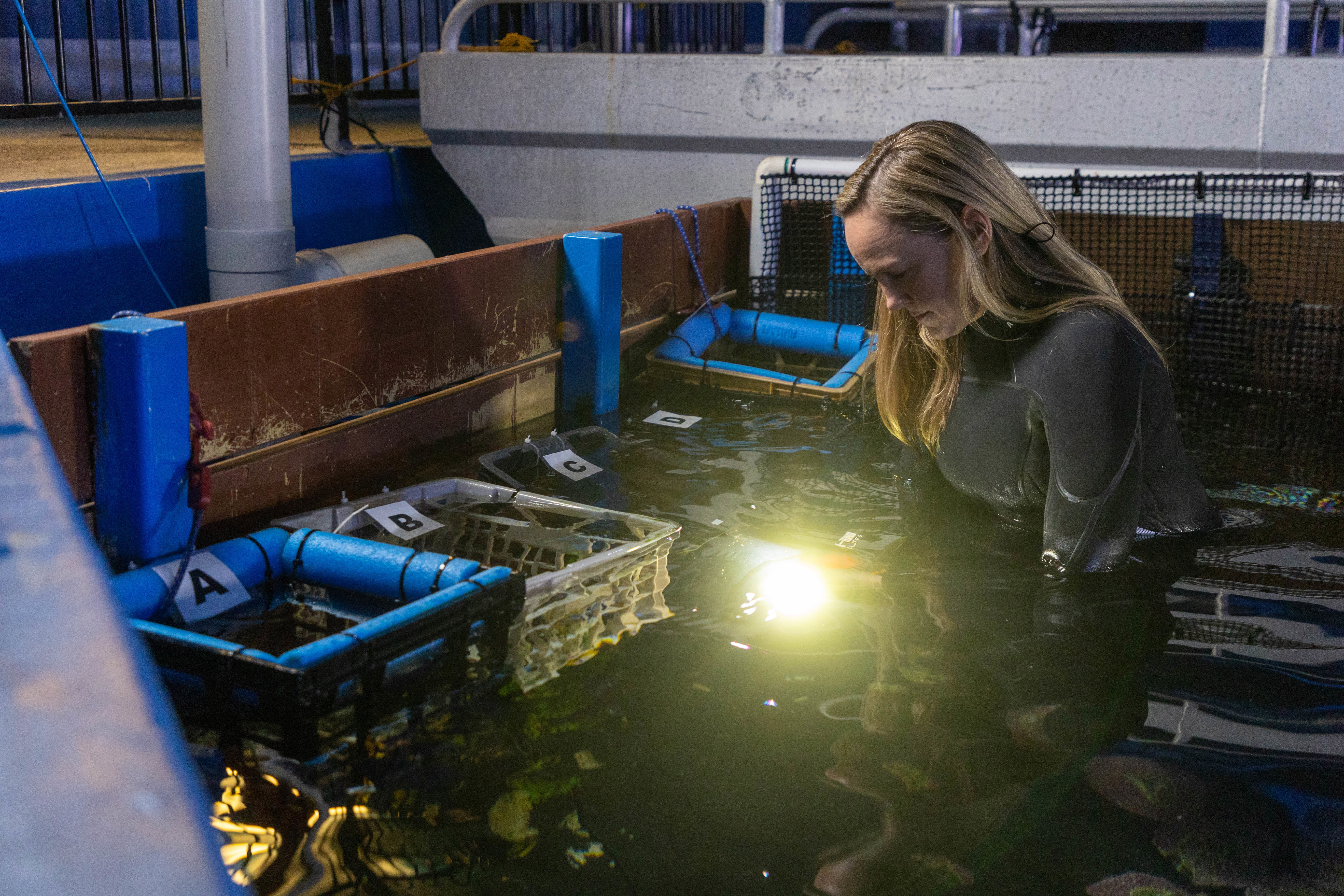 Laura Simmons inspects a clutch of zebra shark eggs at Sea Life Sydney Aquarium.