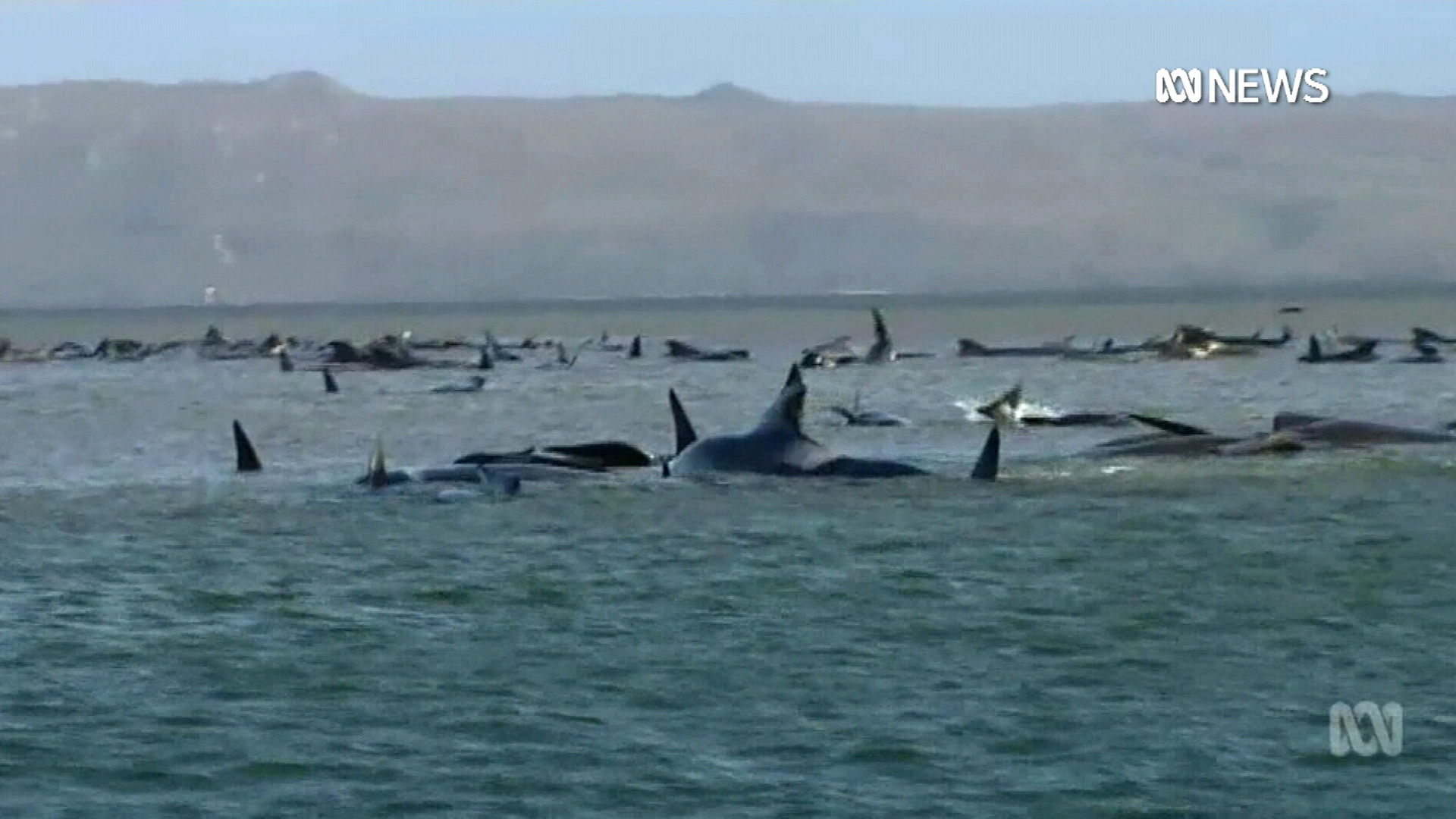 Hundreds of whales beached on New Zealand islands - ABC News