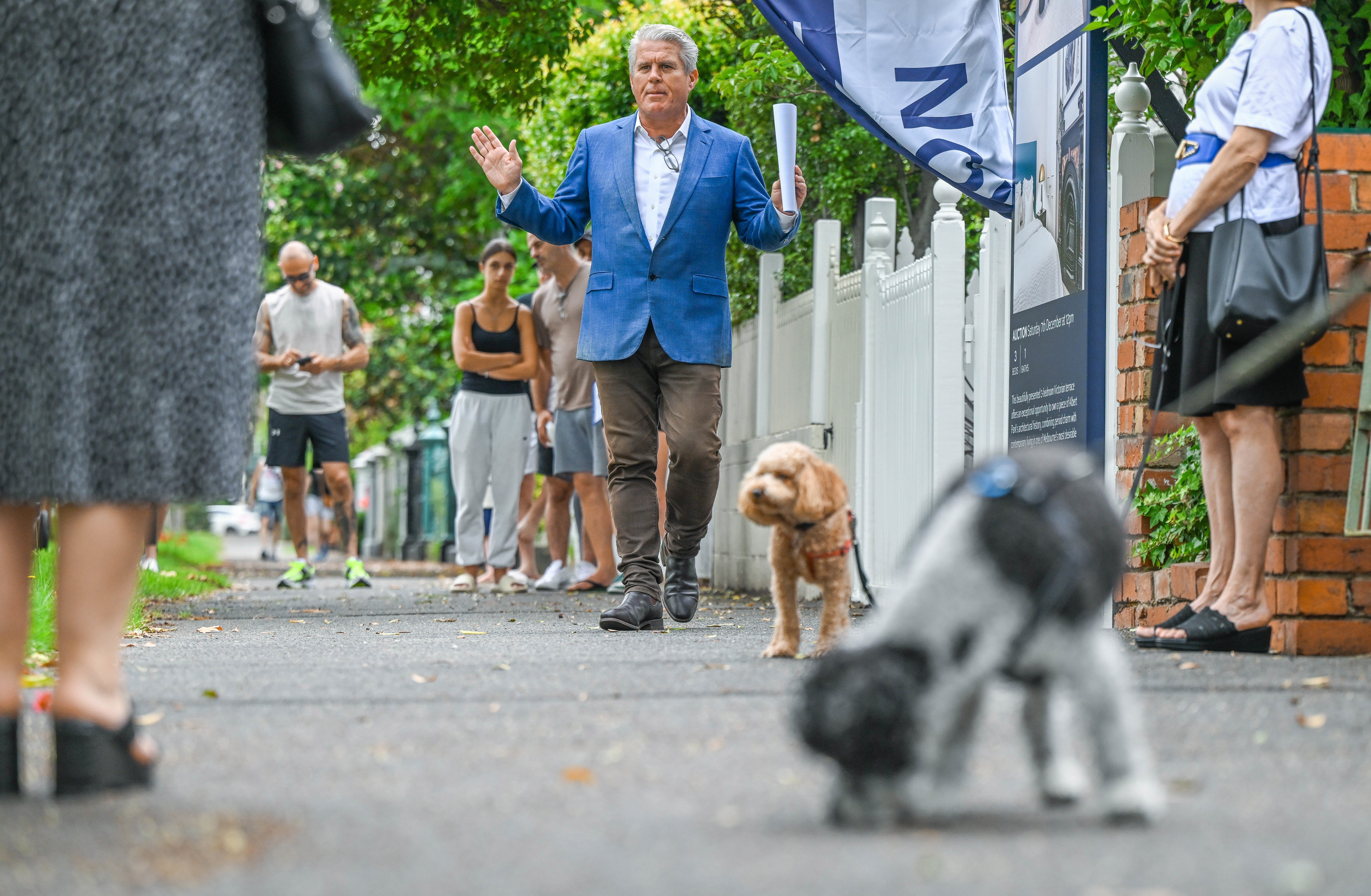 Two dogs at an auction in Sydney.