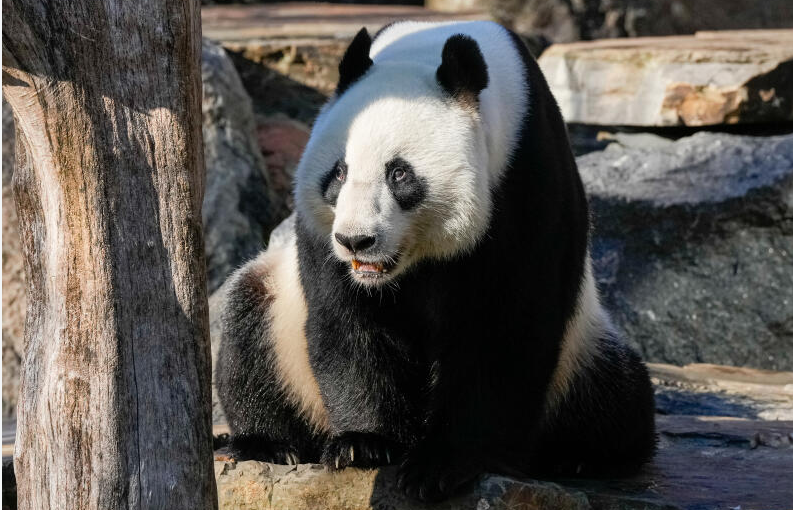 Wang Wang the Panda at Adelaide Zoo on June 16, 2024 in Adelaide, Australia