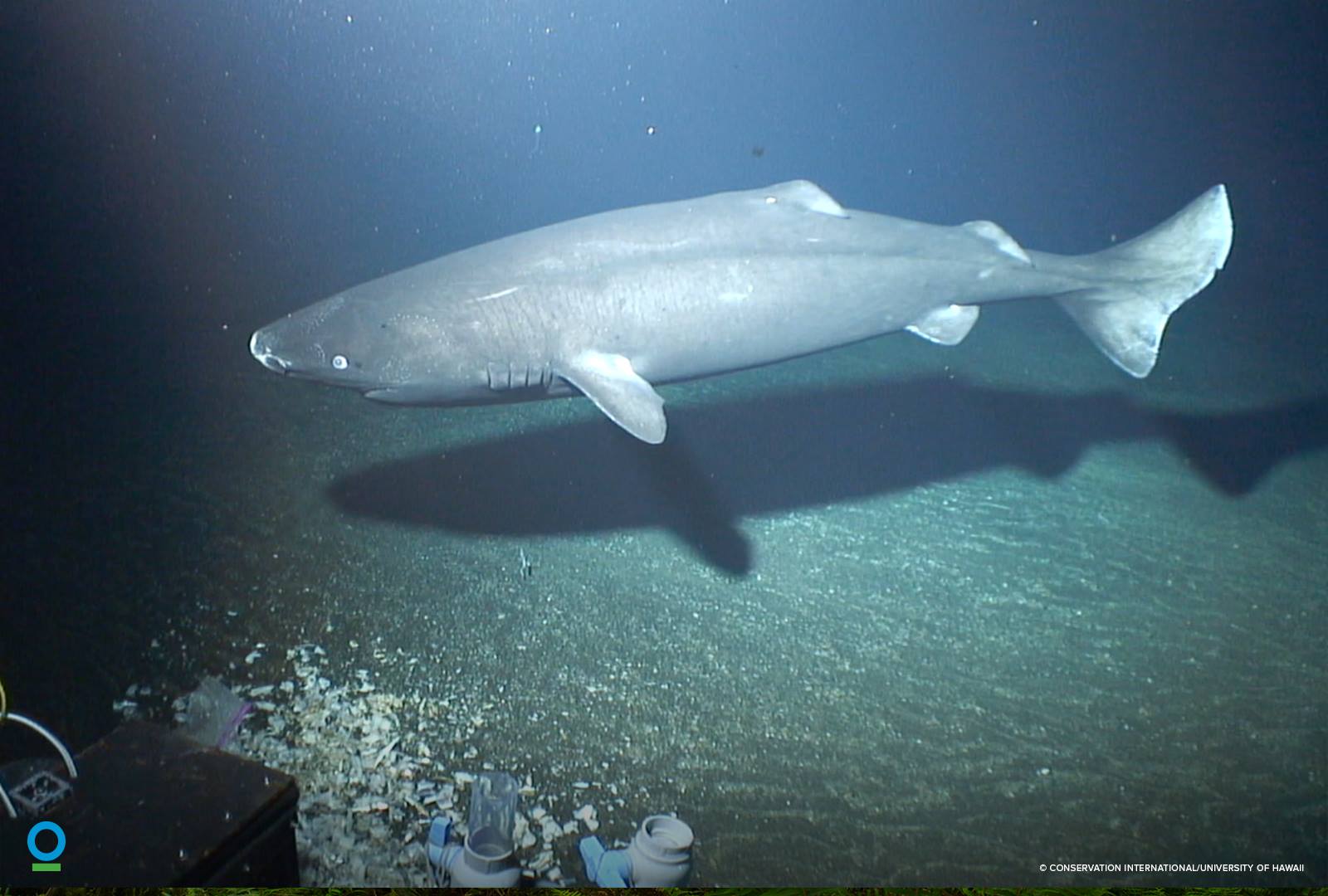 Deep store sea shark