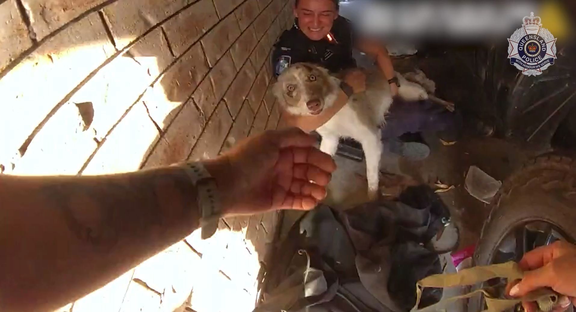 Police have reunited a missing Border Collie with its family after finding the dog at a Queensland home. Phoenix was reported missing after an alleged violent robbery on Thursday night.