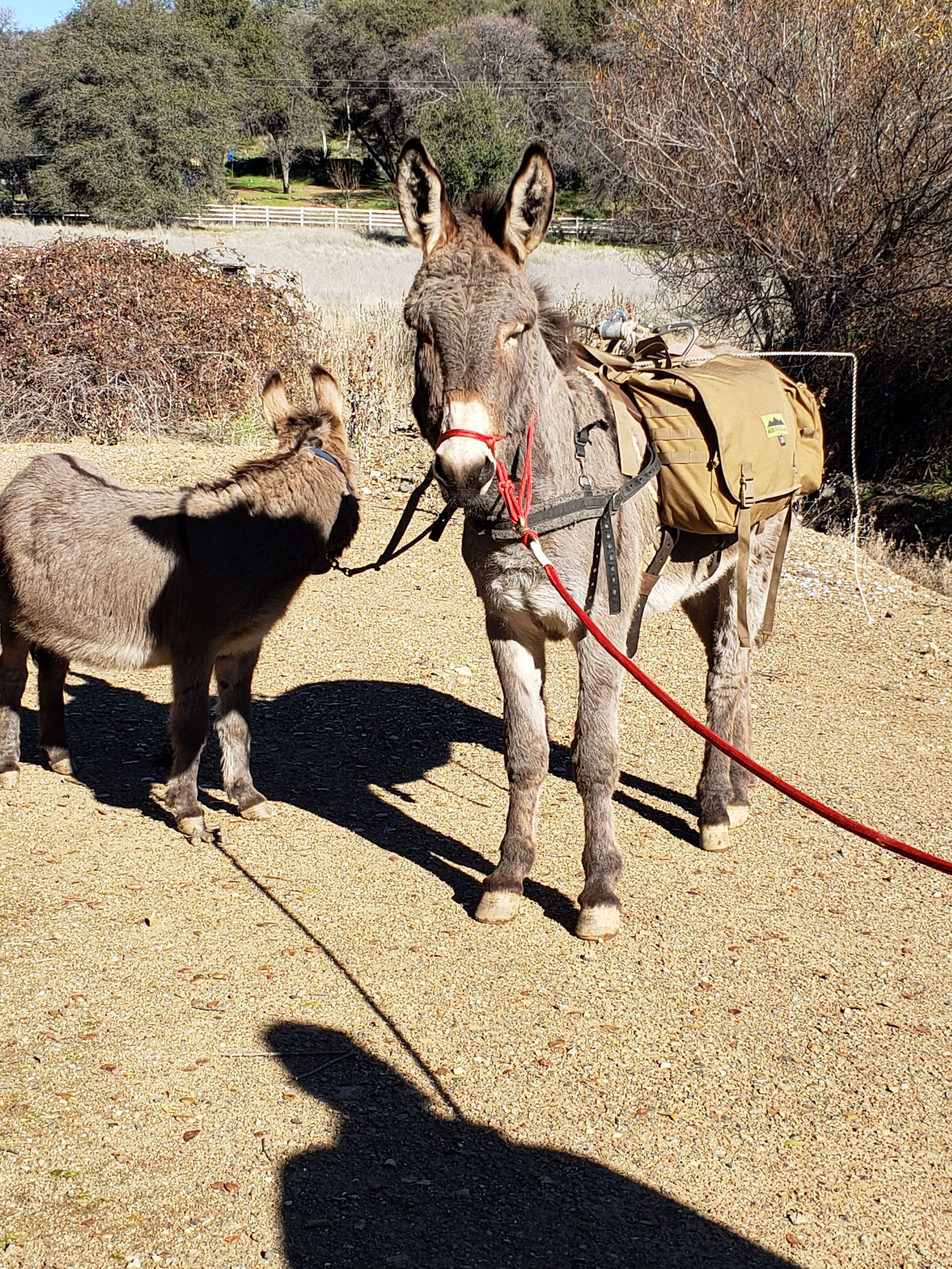 Un burro que desapareció hace cinco años fue visto viviendo con una manada de alces