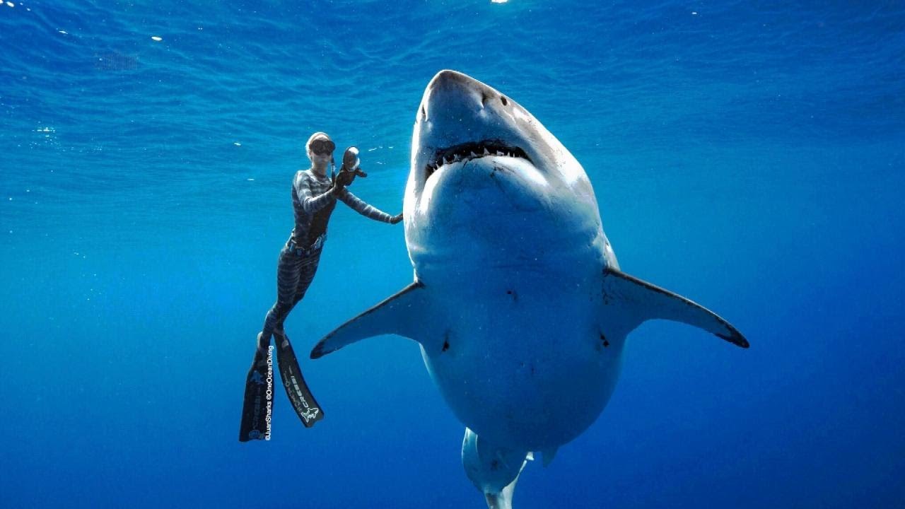 Biggest white shark ever captured on video