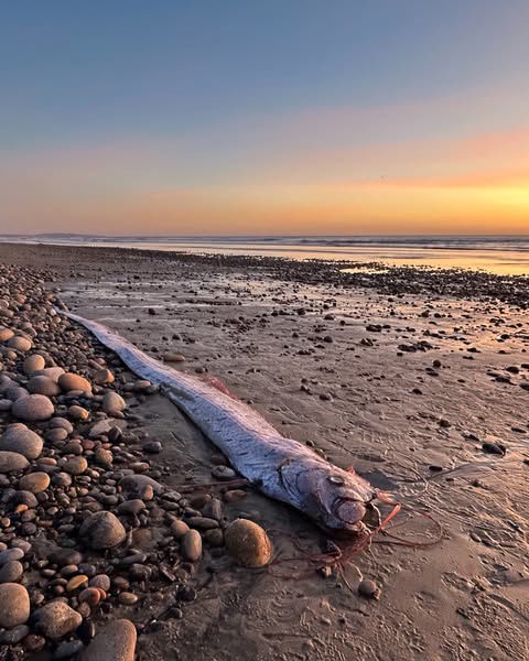 Second ‘doomsday’ fish in months found on California coast