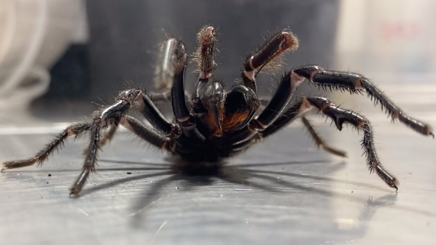 Scientist uses tiny trackers to keep tabs on funnel-web spiders : The  Tribune India