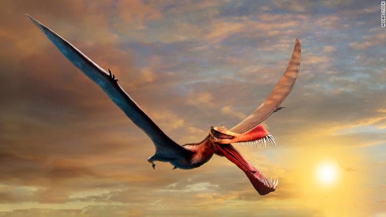 An artist's impression of the pterosaur.